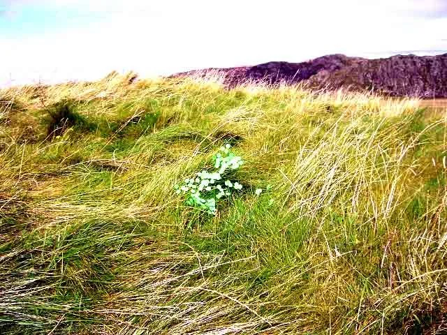 Sìthean Mòr (2007)