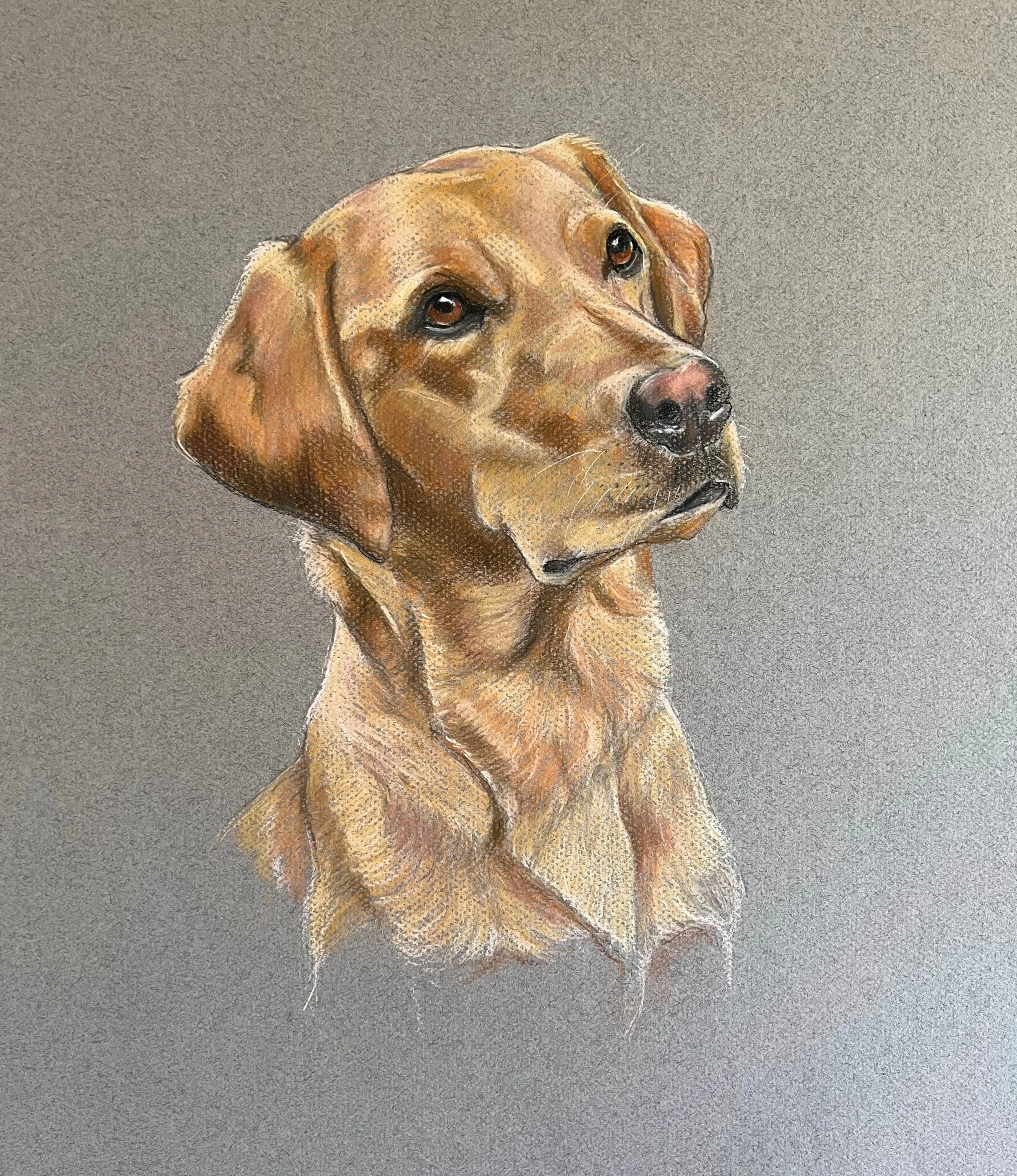 Ottie, Pastel on paper