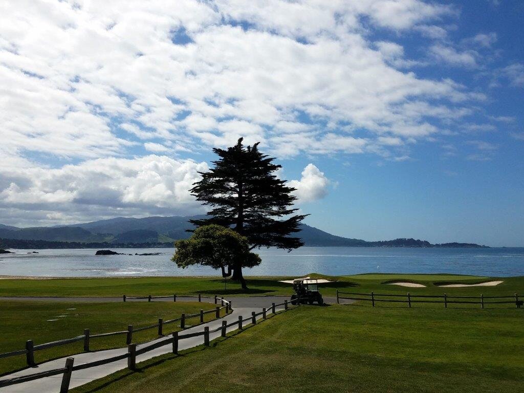 PI pic of Pebble Beach cypress.jpg