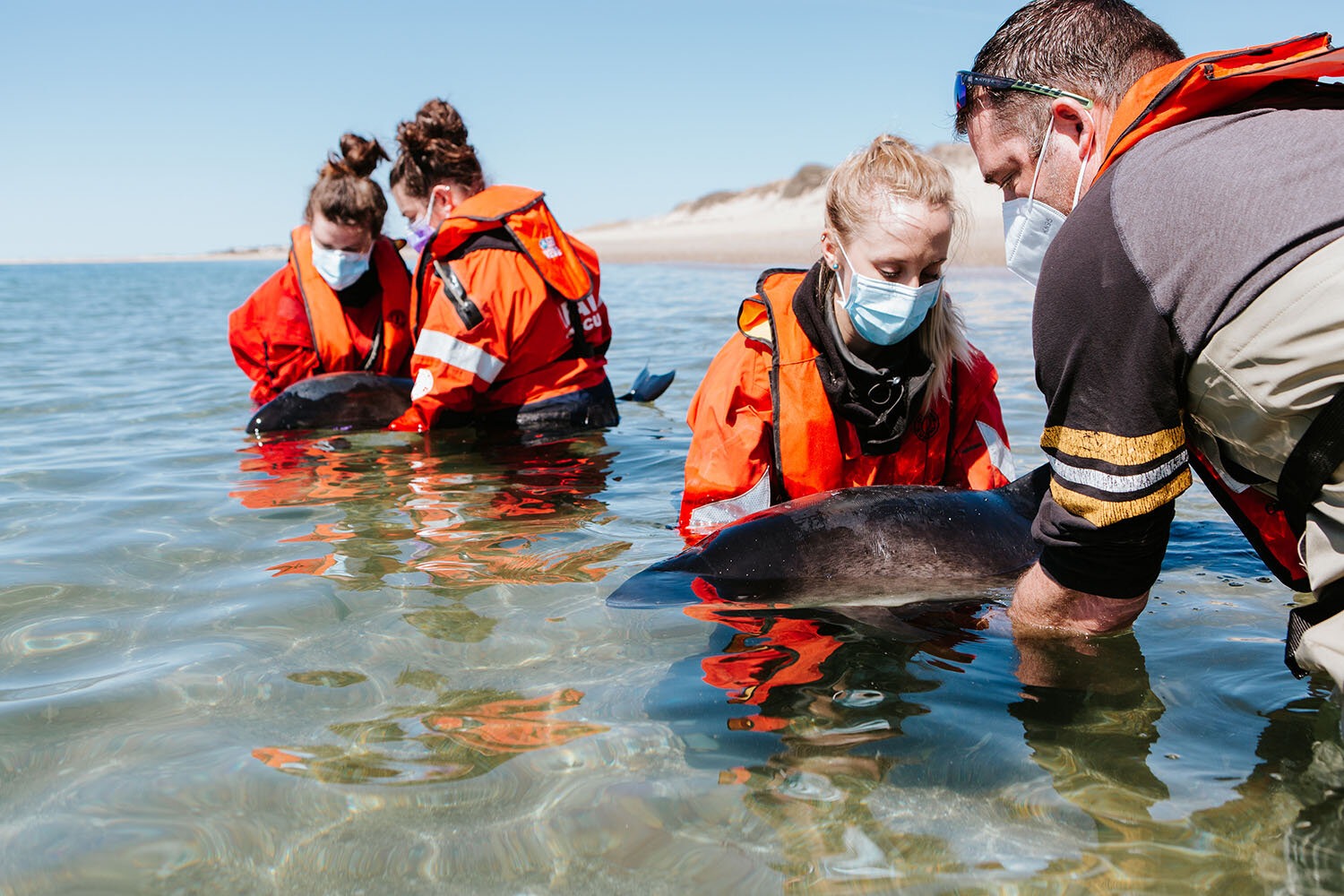International Fund for Animal Welfare