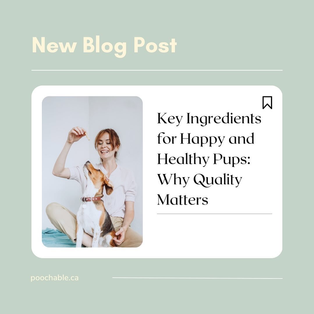 Just like us, dogs deserve food made from high quality ingredients that support their health and well-being. Our April blog explains why using high quality ingredients in dog treats is so important and we highlight ingredients that pet parents should