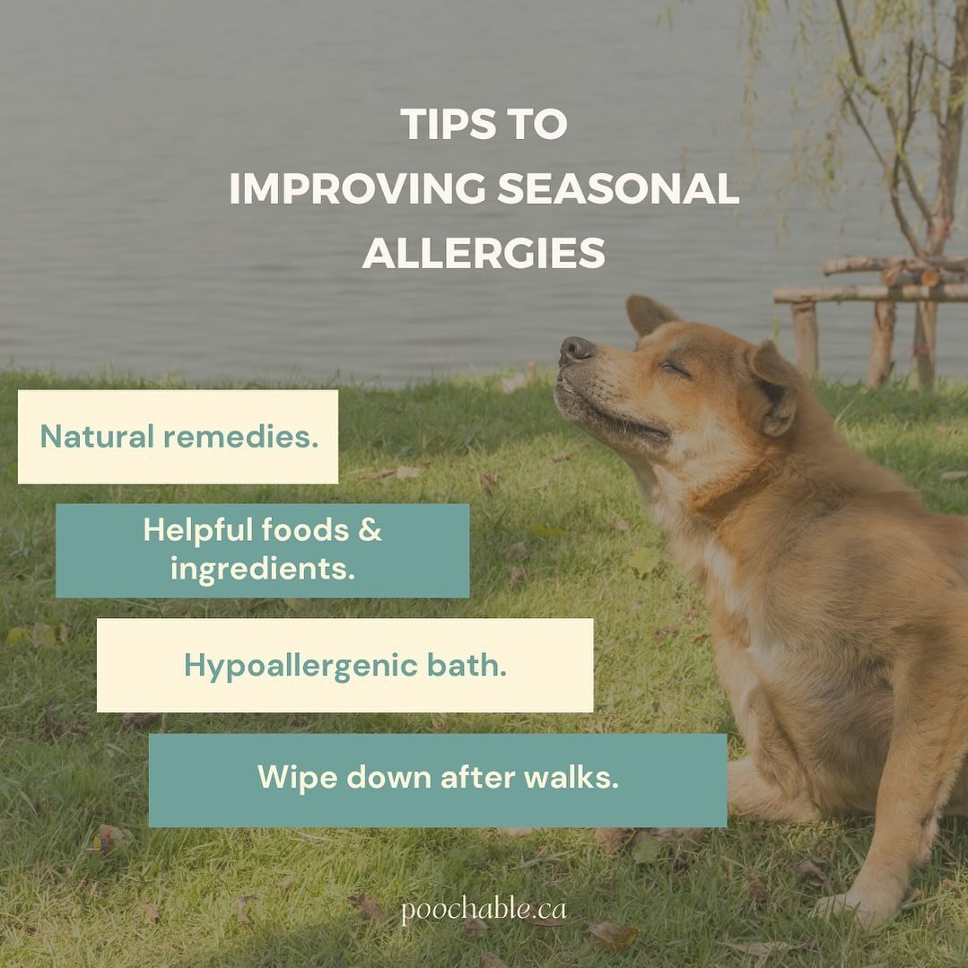 Is your dog suffering with seasonal allergies? We know this time of year can trigger allergies in dogs and cause itching and redness.

Here are some helpful remedies to alleviate symptoms of seasonal allergies for your dog:

Natural remedies 💊. Supp