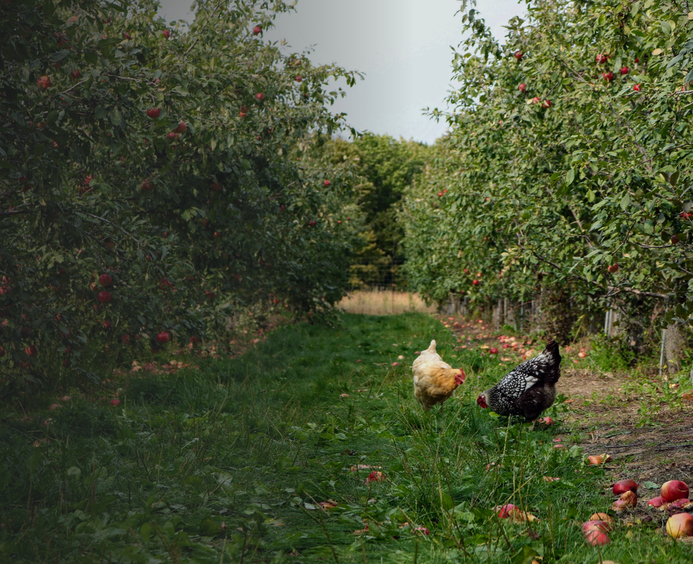 Sell Chickens Online