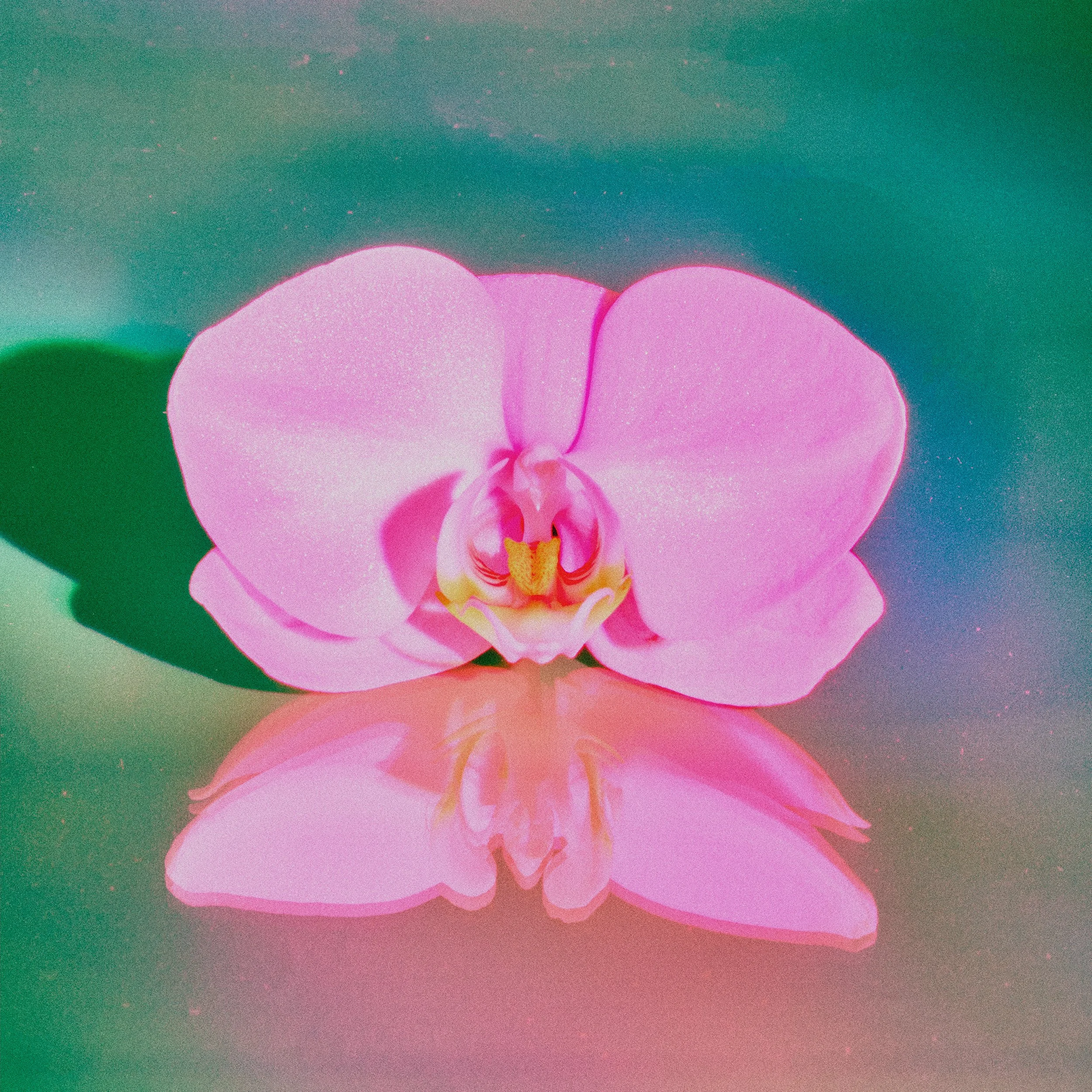 10-11-2025_Portfolio_Flower_064 copy.jpg