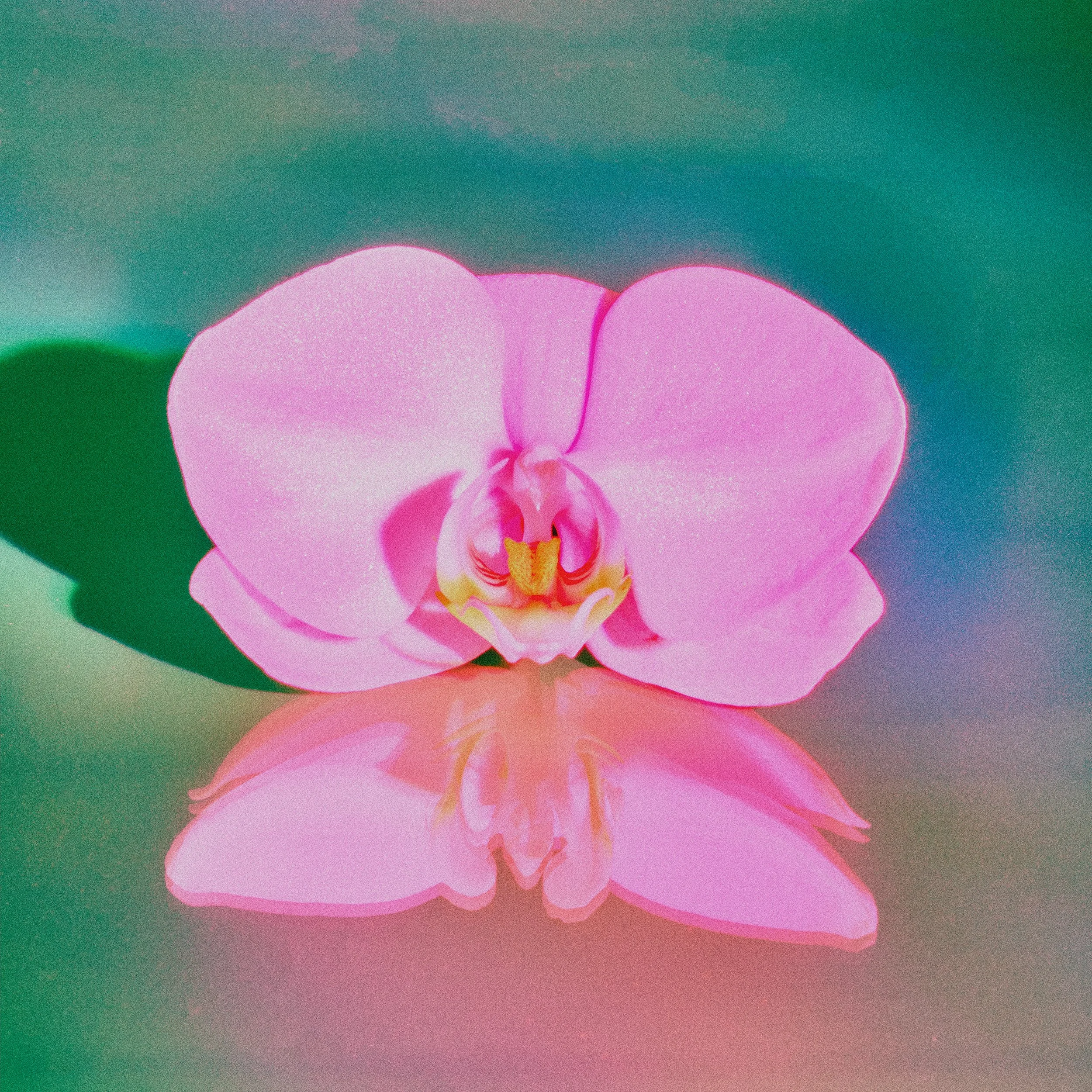 10-11-2025_Portfolio_Flower_064 copy.jpg