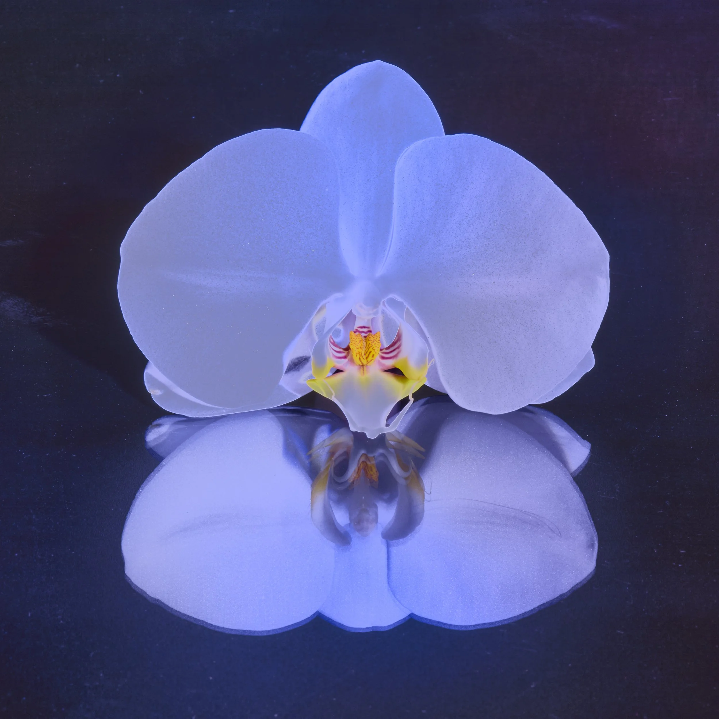 10-11-2025_Portfolio_Flower_075 copy.jpg