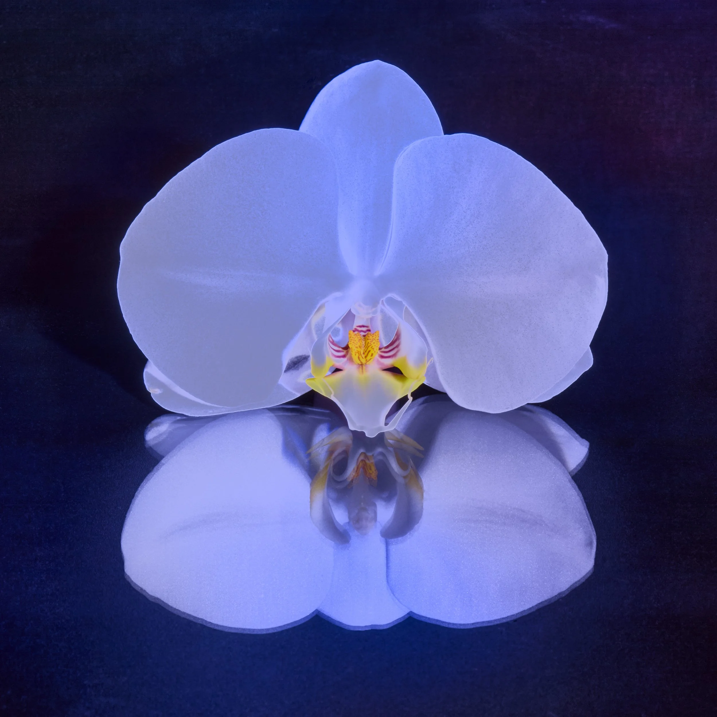 10-11-2025_Portfolio_Flower_075 copy.jpg