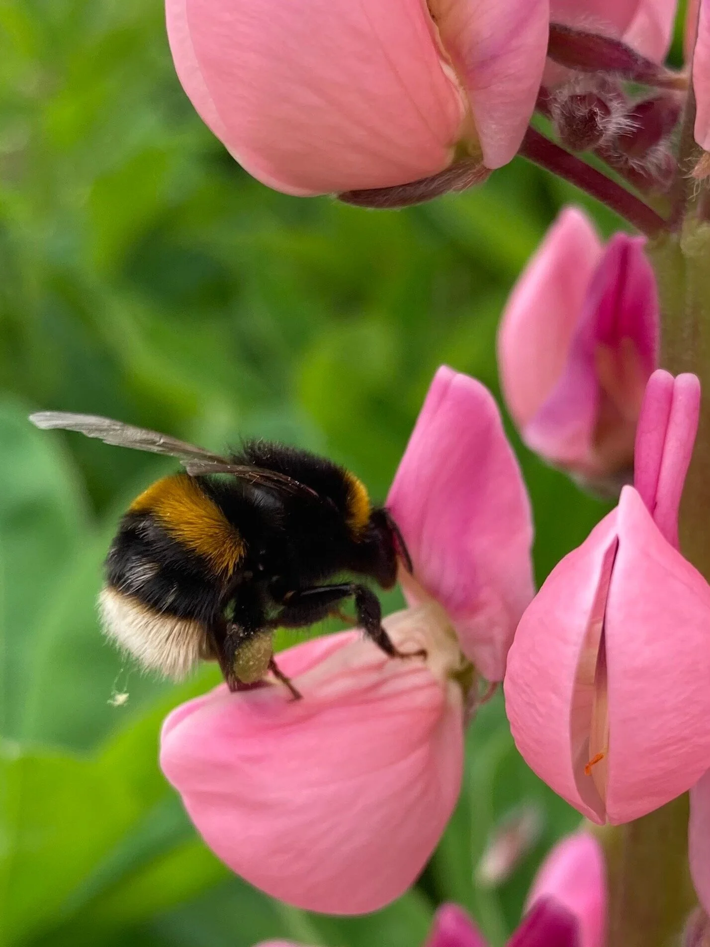 Why hire a garden designer? 