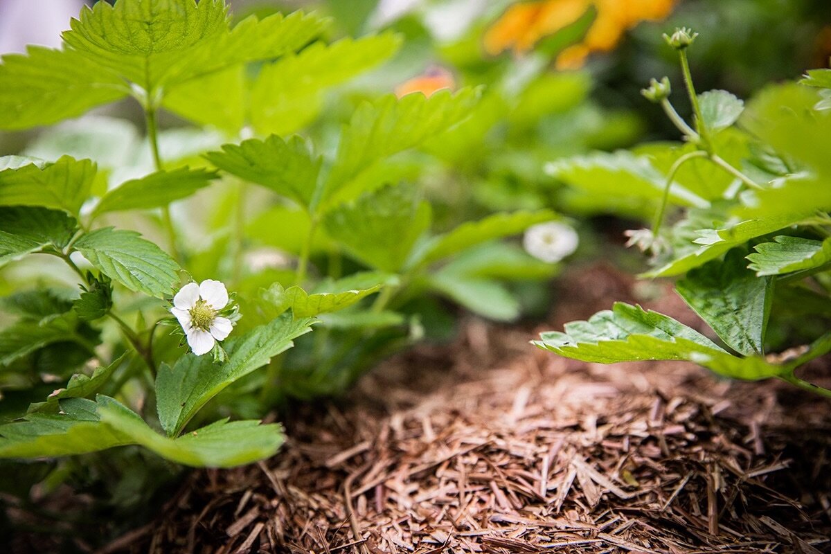 Have a shadier spot but want some low maintenance edibles for summer? Why not grow some Frangaria Versa or wild strawberries. Dainty and easy to leave alone one established these plants will happily colonise a part shady corner and give you jewel lik