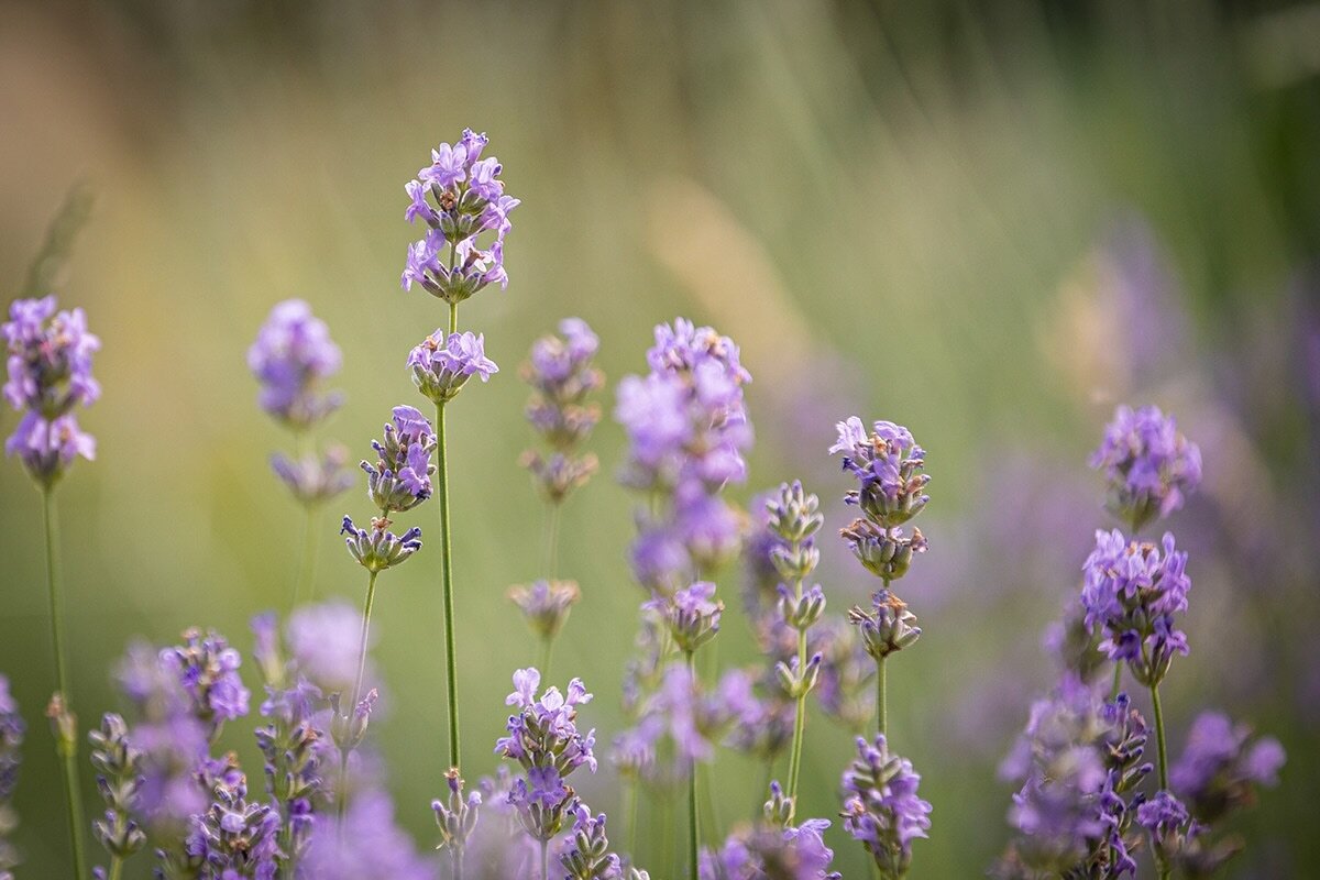 Anyone else dreaming about summer days and lavender? Now is a great time to plant or refresh a lavender hedge or ball in your space. 

Photo is of the lavender in my garden by @annabellemayphotography 

#gardens #gardeninglife #gardendesigner #garden