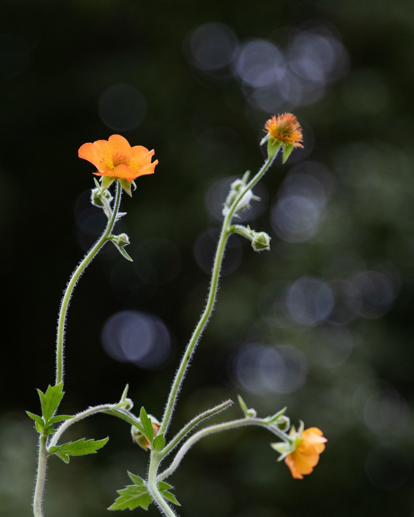 Want flowers for months? This &hellip; Geum &lsquo;Totally tangerine&rdquo;&rsquo; is an astonishingly good grower and pollinators love it. Can be grown in a pot for those without soil and if you keep deadheading the flowers off it will go for absolu