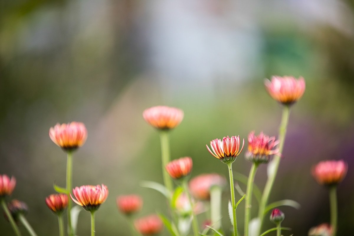 Want a banging summer cut flower that pollinators love to&hellip; let me introduce you to Calendula Sunset Buff.  Such amazing gorgeous colours and a quick growers from seed this time of year. In 12 weeks you&rsquo;ll have astonishingly beautiful blo