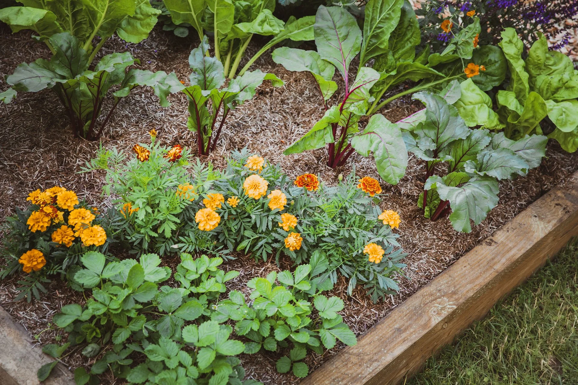Zoe Claymore New Ambassador for the National Allotment Society