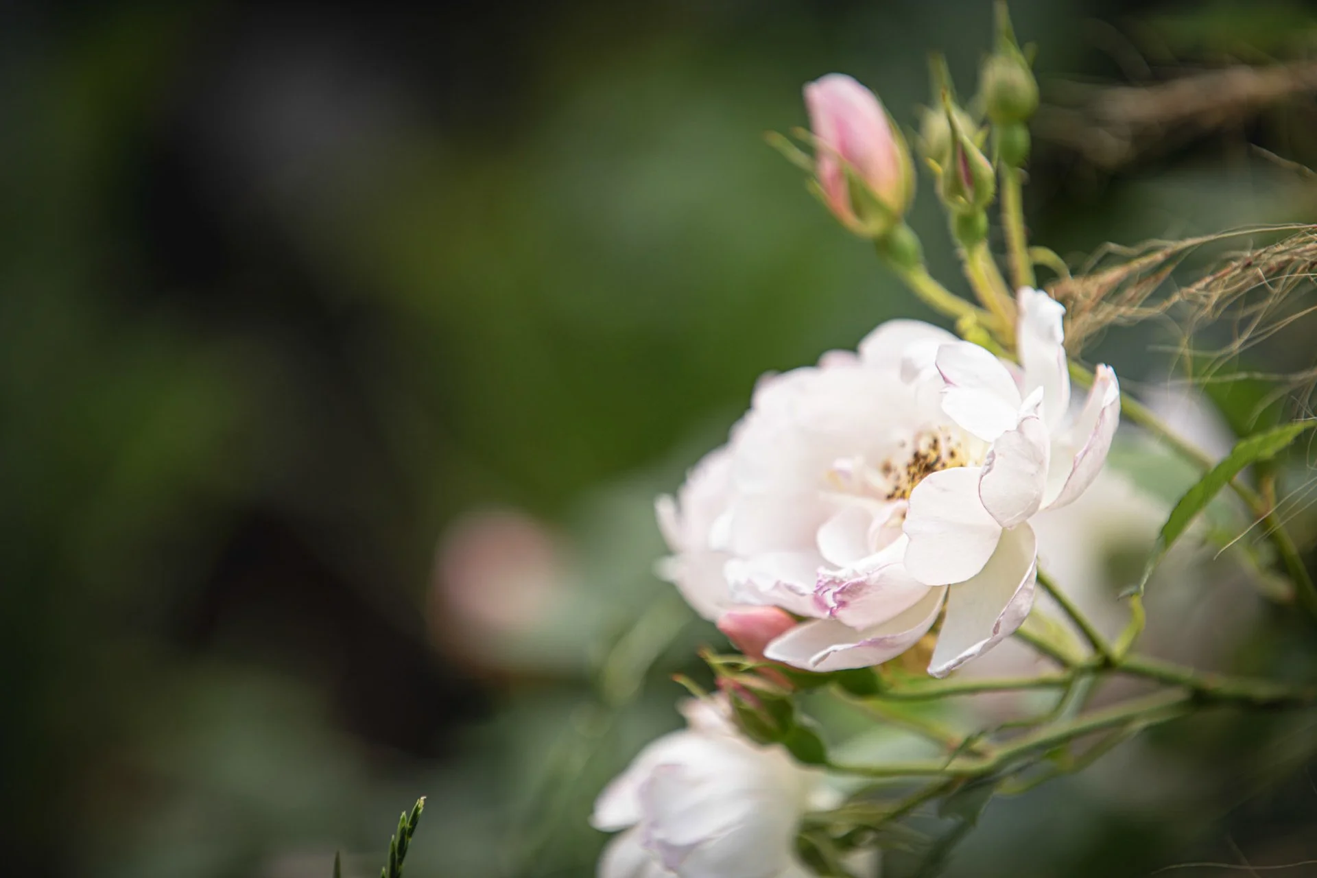 The english glamour garden