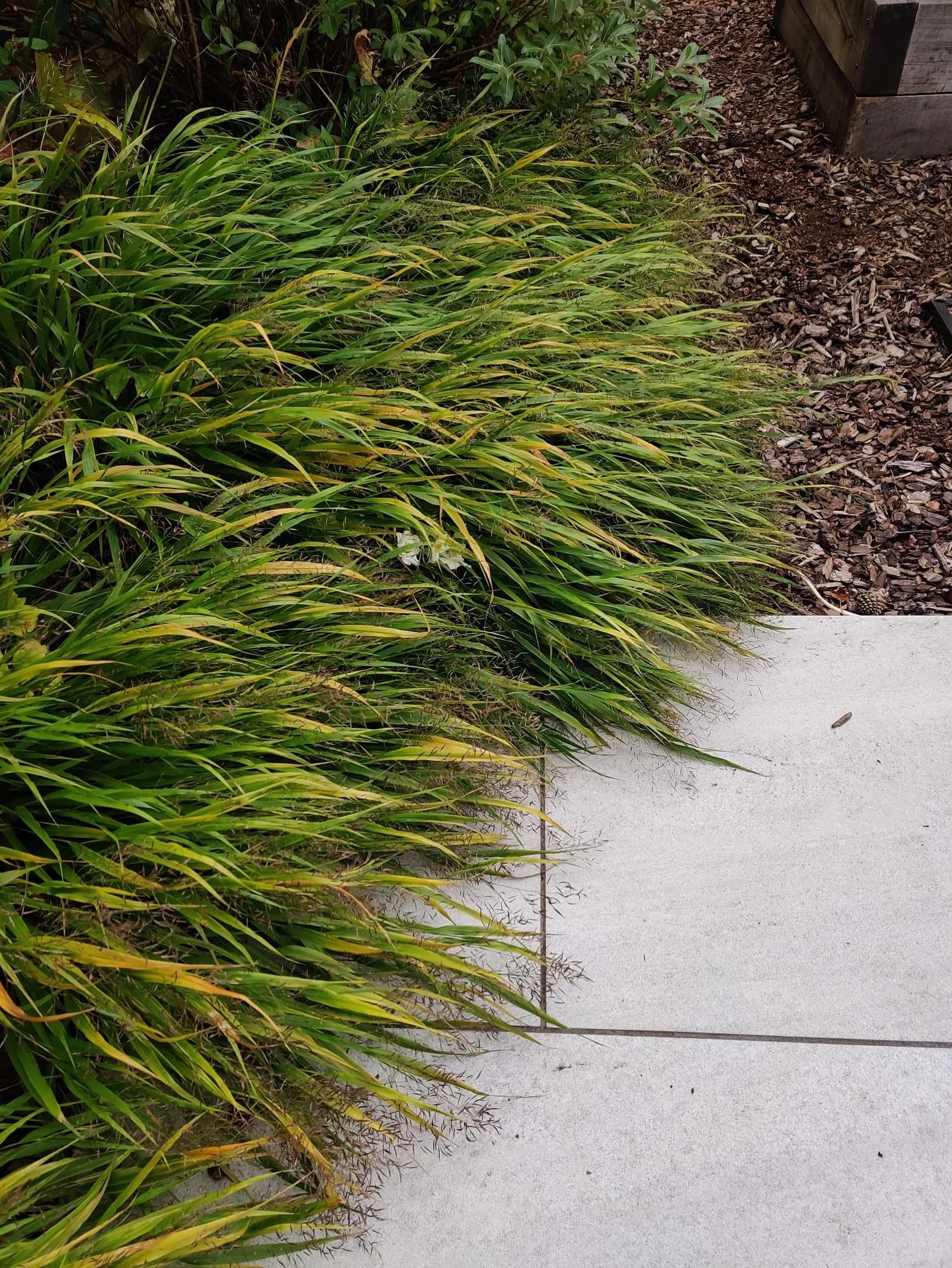 North Kingston garden about to go autumnal&hellip;. Just you wait! We want (and do) urban gardens for all seasons folks! 

#kingstonuponthames #richmonduponthames #teddington #strawberryhill #twickenham #stmargarets #surbiton #mortlake #hampton #hamp