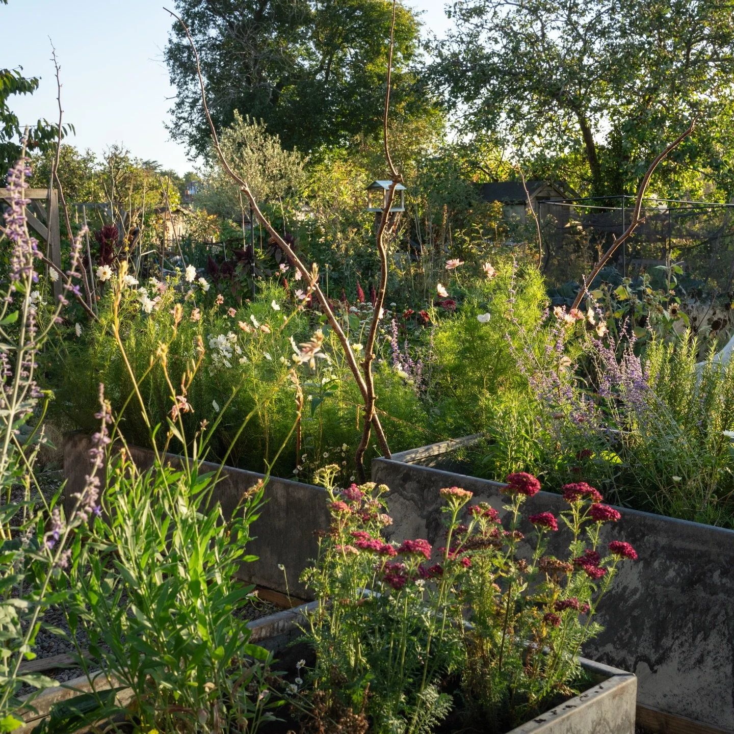 Looking to add some show-stopping structure to your garden? I&rsquo;m still in love with the @luxuniqueuk Hampton Collection containers I deigned with them back in 2023 for my RHS Hampton Court garden. As you&rsquo;d expect they&rsquo;re still going 