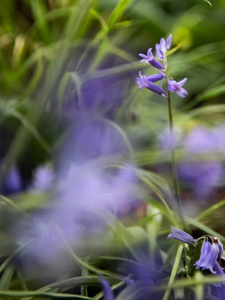 What could possibly be better than your beautiful bulbs flowering this year? Knowing they&rsquo;re coming back next year too!

Yes, I&rsquo;ve got a soft spot for one hit wonder bulbs like tulips and the more showy daffodils, but the ones that will n