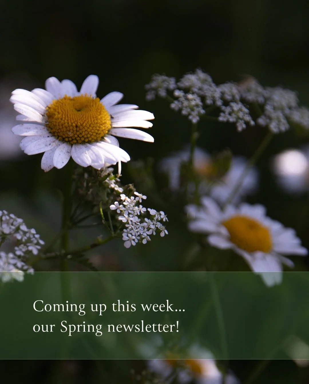Our next newsletter is coming up later this week. We&rsquo;re talking project updates, shady gardens and some thoughts on how we can better connect with nature - and why it matters!

If you haven&rsquo;t signed up already, the link is in my bio and t