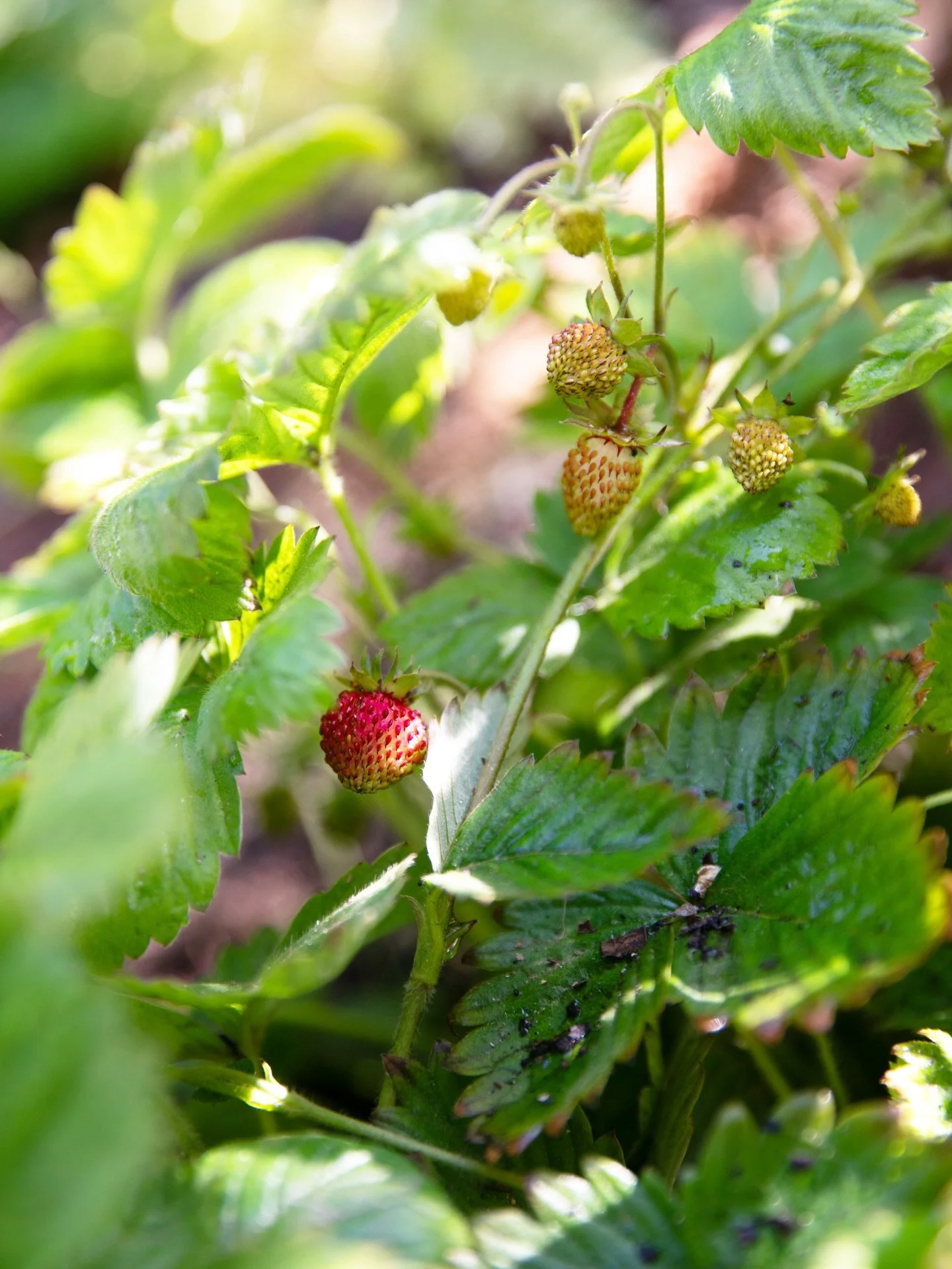 We&rsquo;ve been having a wonderful time researching edible plants, permaculture and food forests for two gardens recently. 

For me this style of planting is up there as a dream garden. Things that benefit the environment, enhance biodiversity, are 