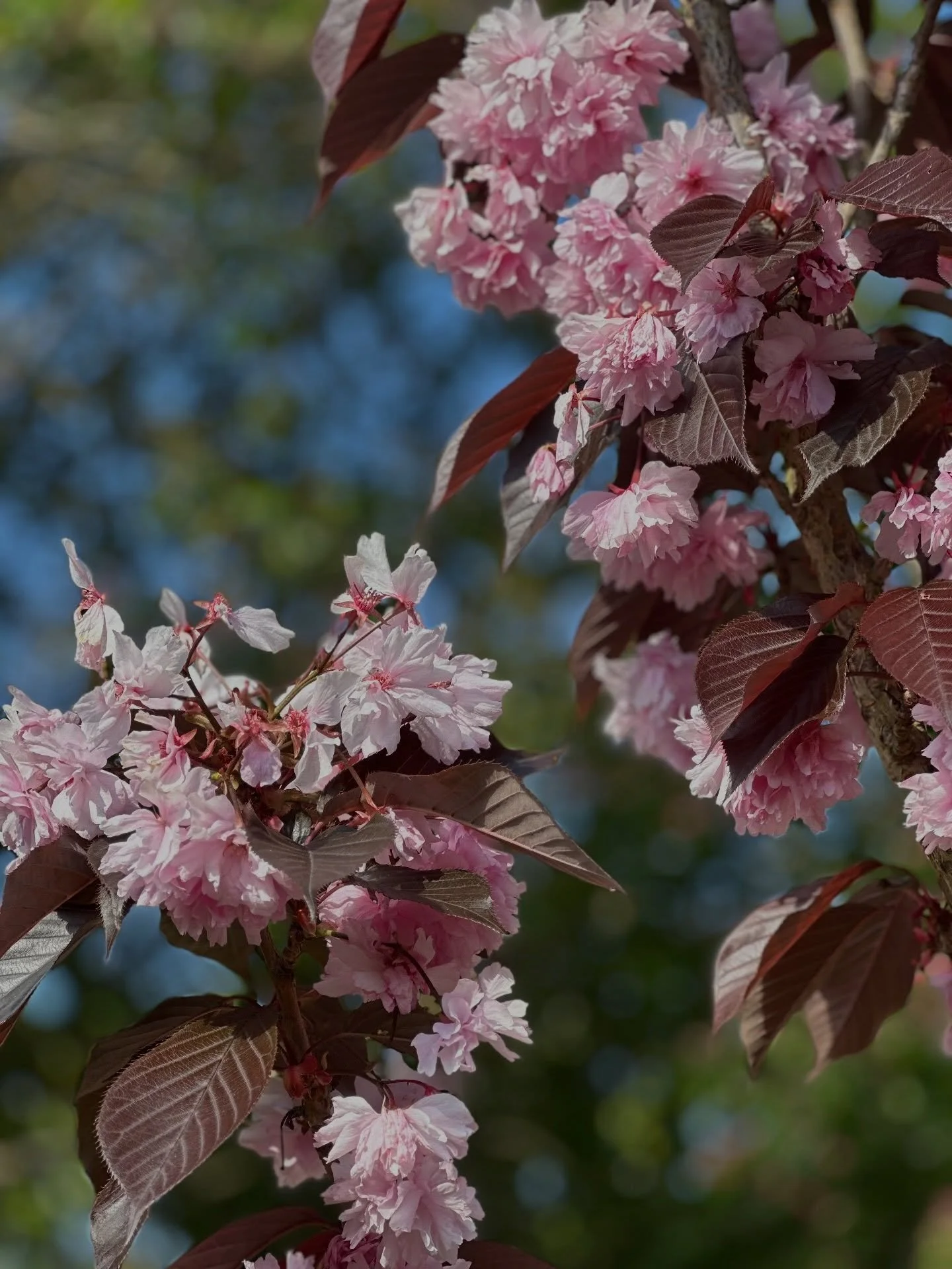 An idyllic morning for a first site visit at our new #thamesditton project. Lots of lovely things already in and around the garden that we&rsquo;ll make the most of. Also some lovely features we spotted, like this little cyclamen hiding in a shady co