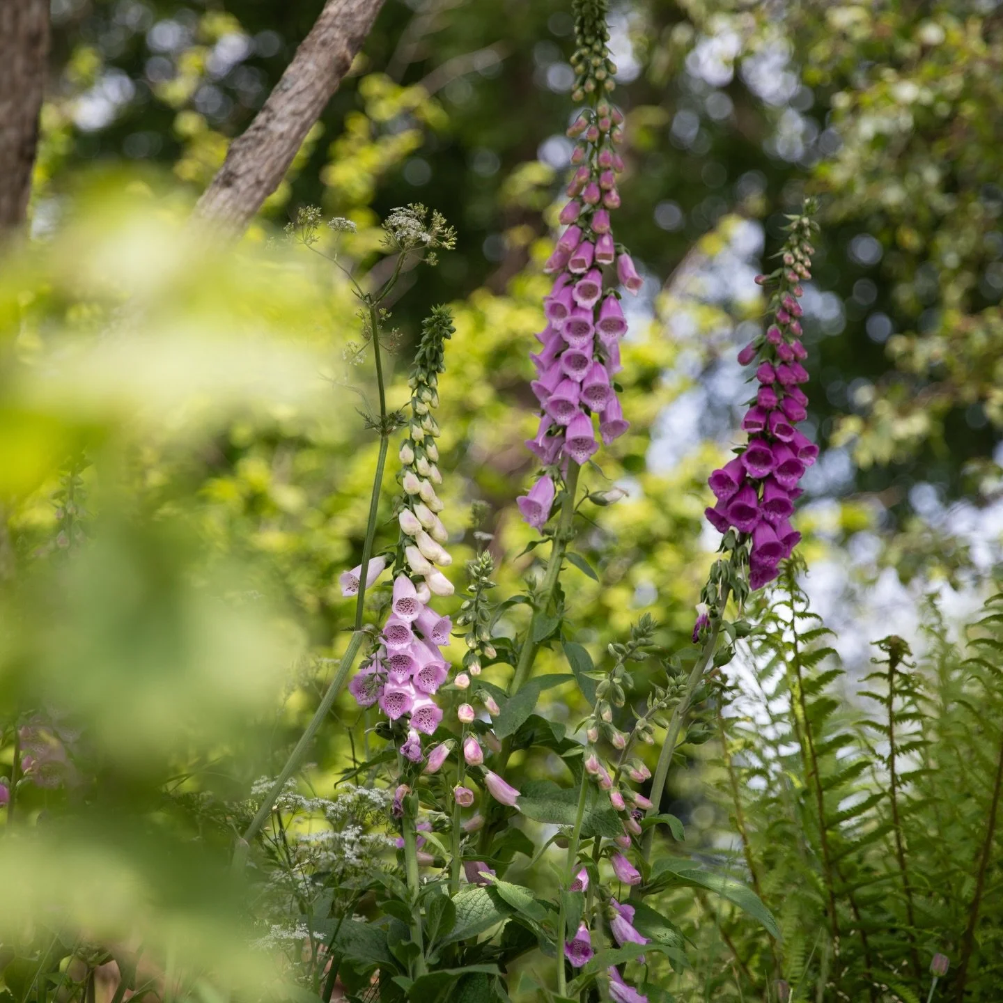 Have you got a shady spot in the garden you&rsquo;d like to transform with some beautiful, native woodland-style planting?

We&rsquo;ve created a guide to creating your own British rainforest. It includes: 
🌱 Three planting projects for you to try a