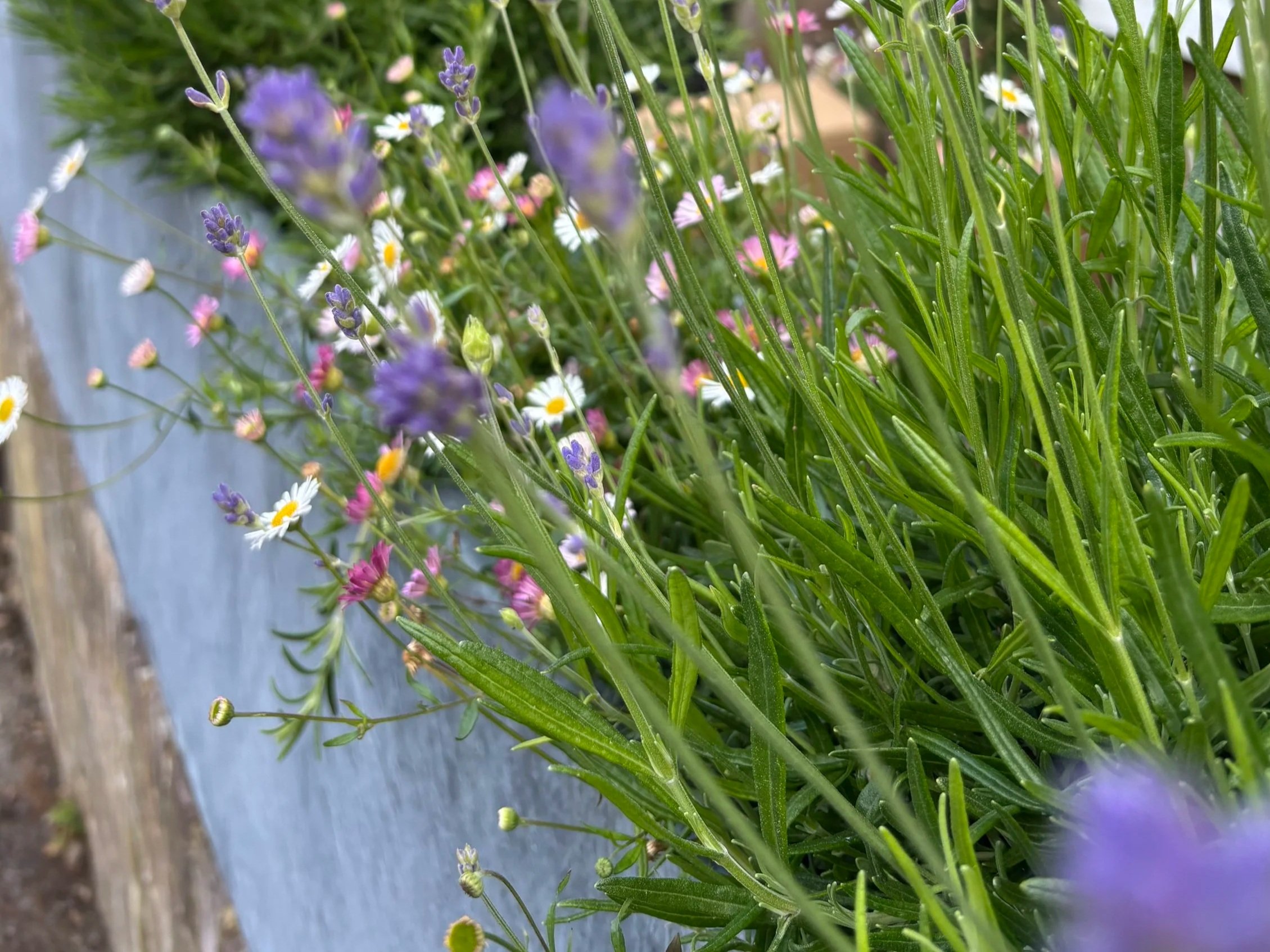 Garden Design in Richmond Upon Thames