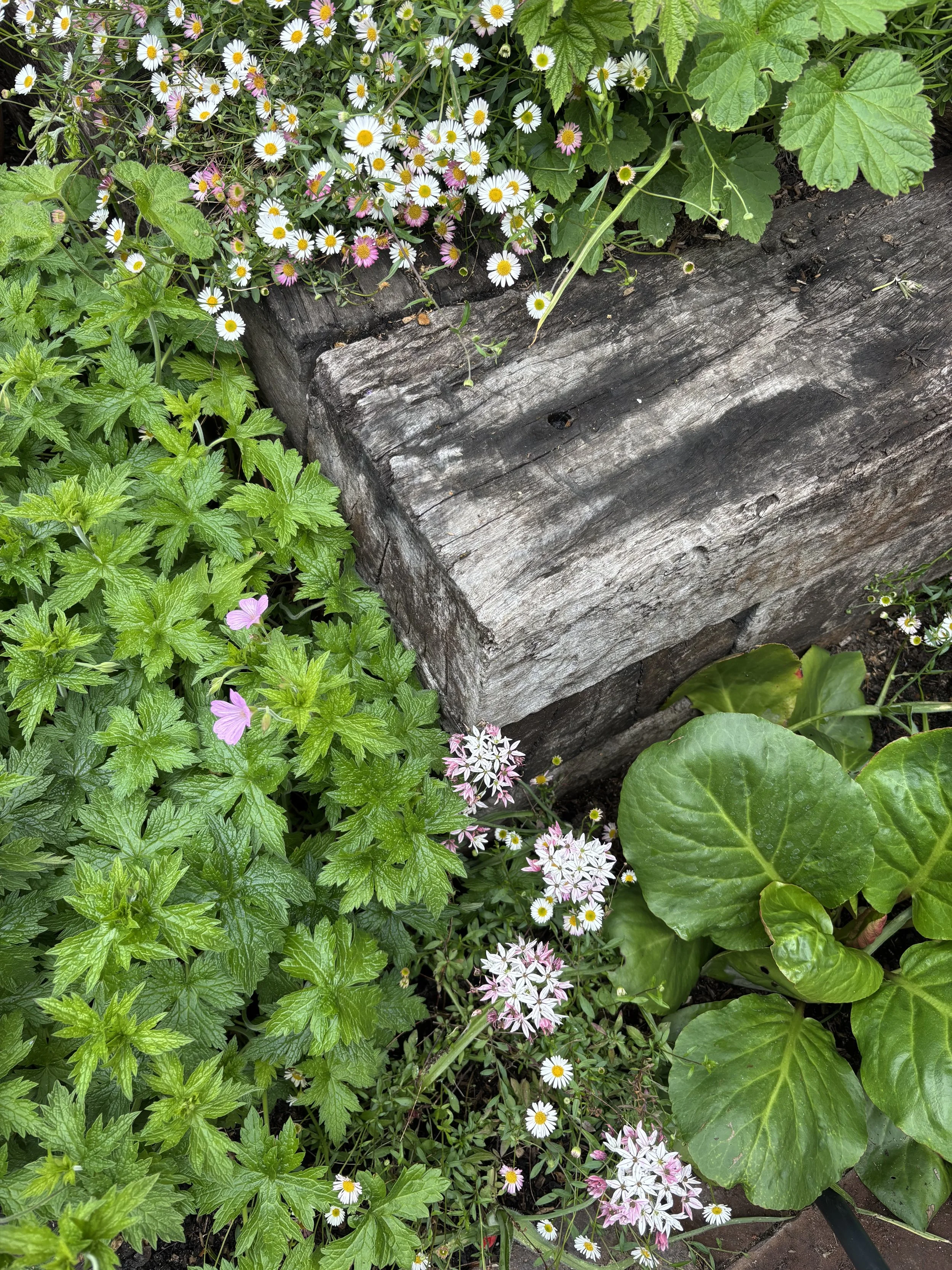 Garden Design in Teddington 