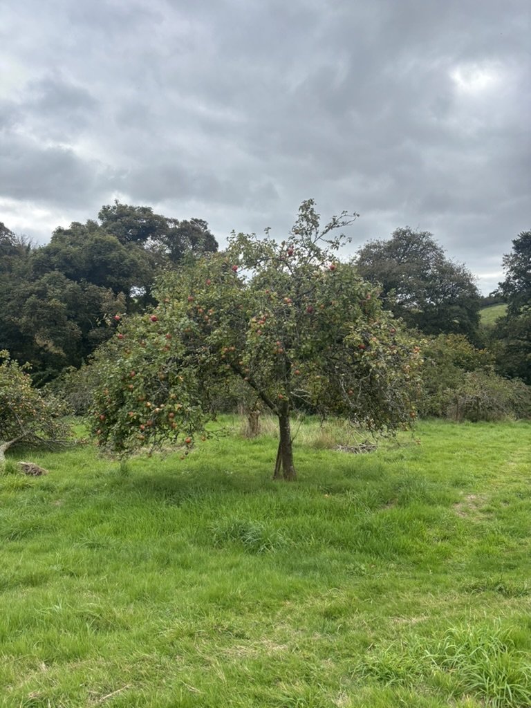 Regenerating a Cornish Cider Estate - In Progress