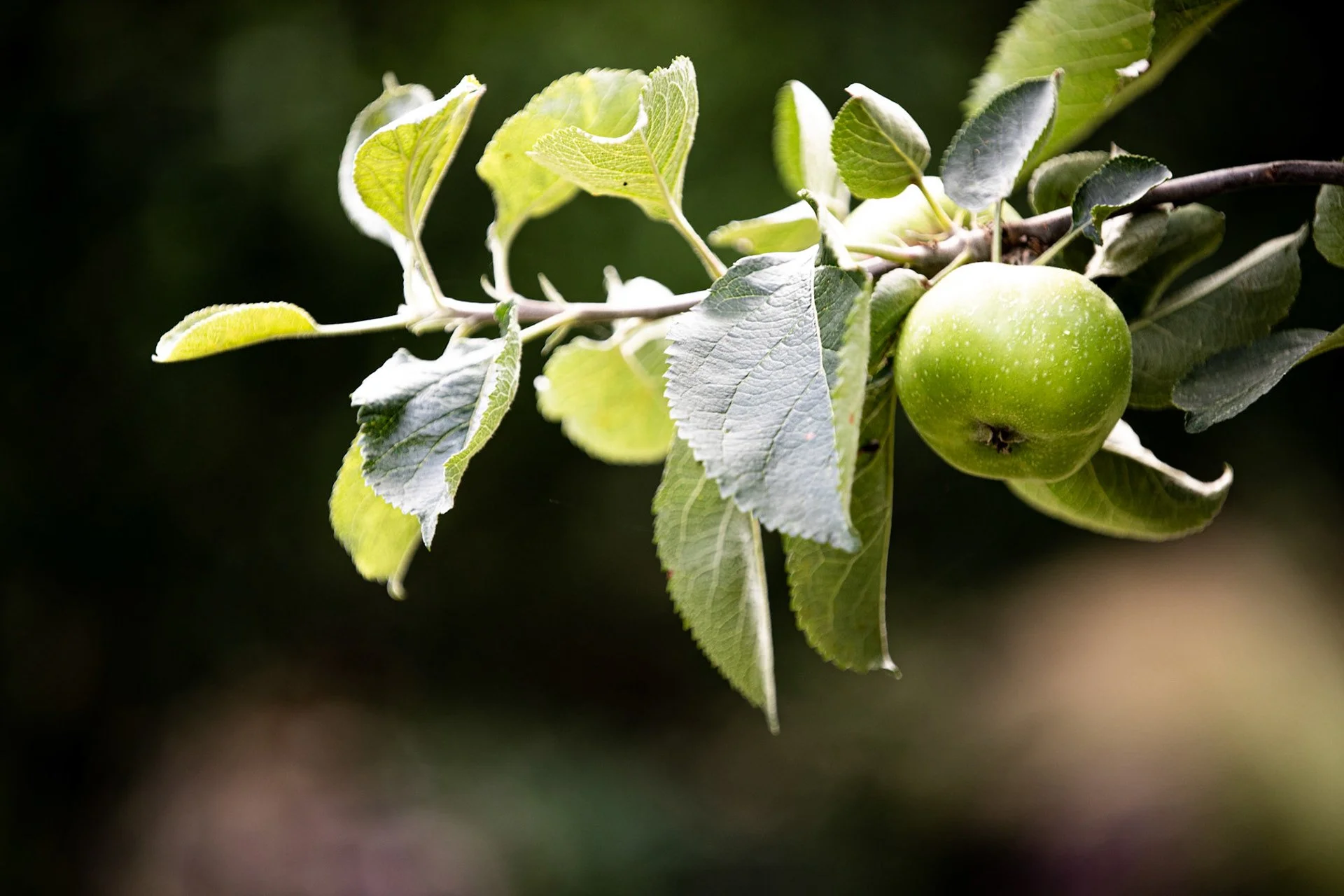 Regenerating a Cornish Cider Estate - In Progress