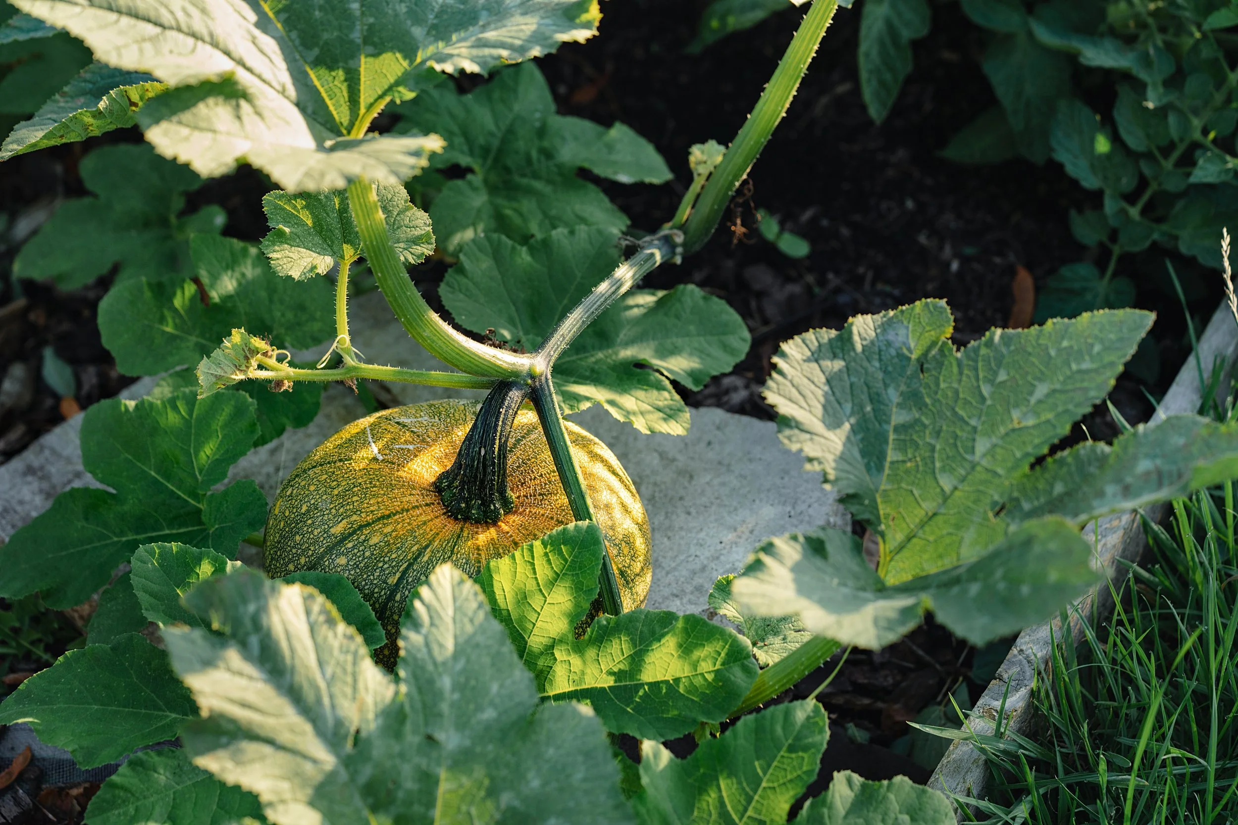 WEB zoe allotment_0060.jpg