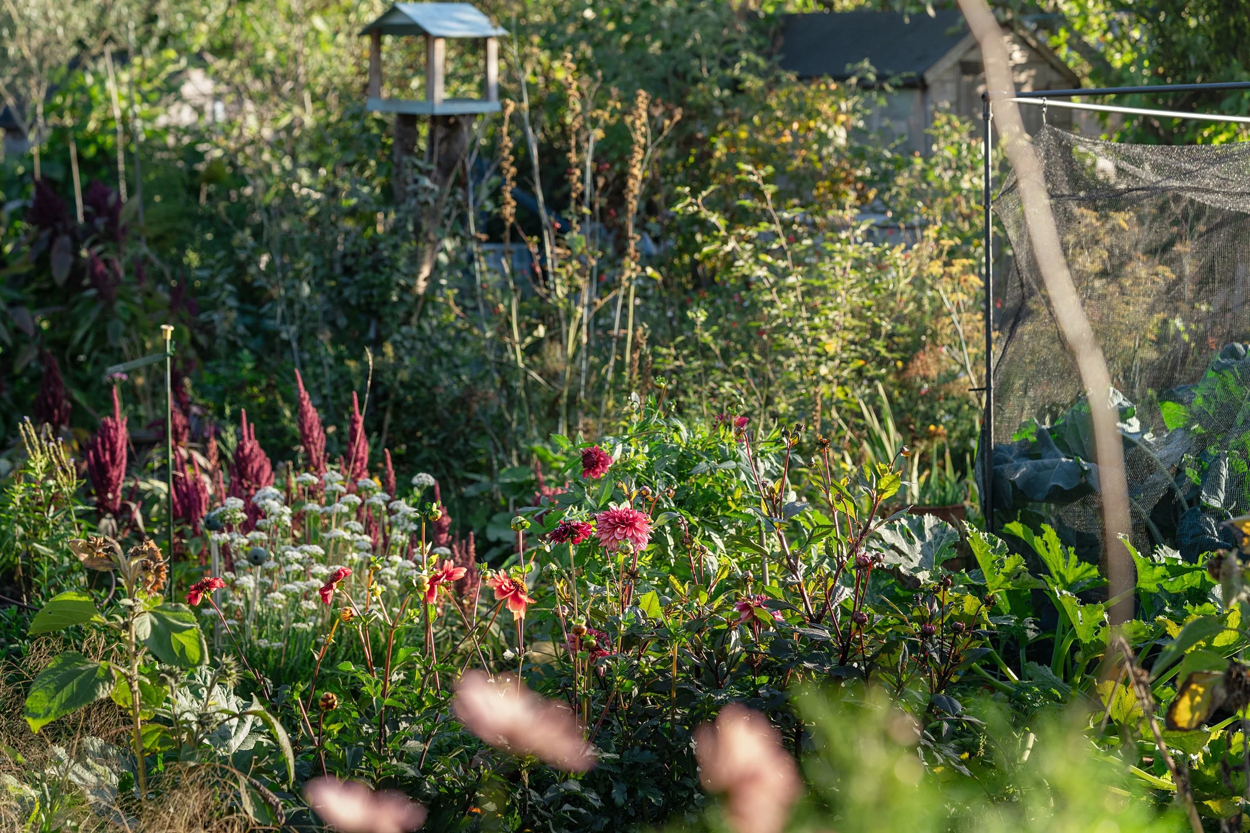 WEB zoe allotment_0087.jpg
