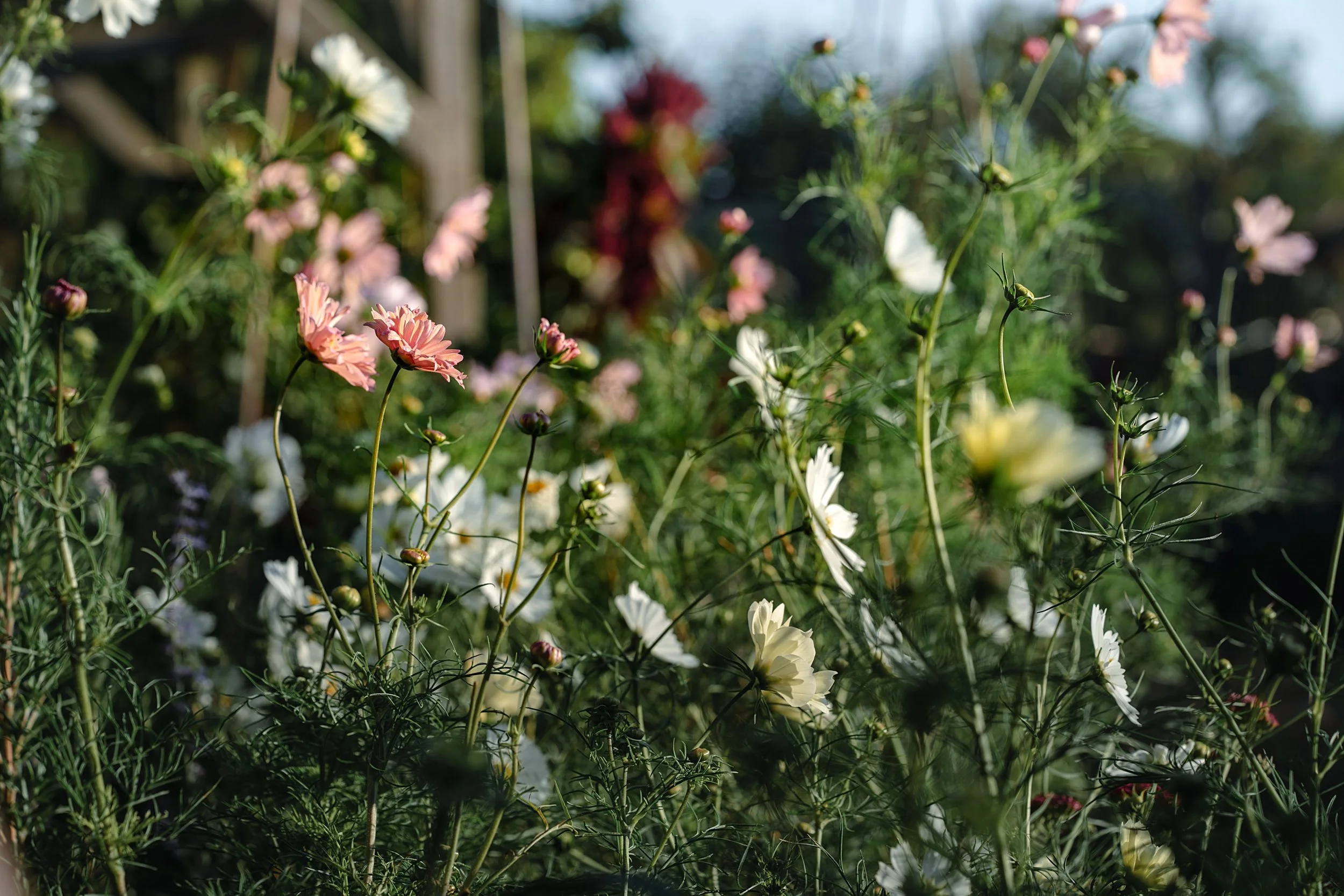 WEB zoe allotment_0056.jpg