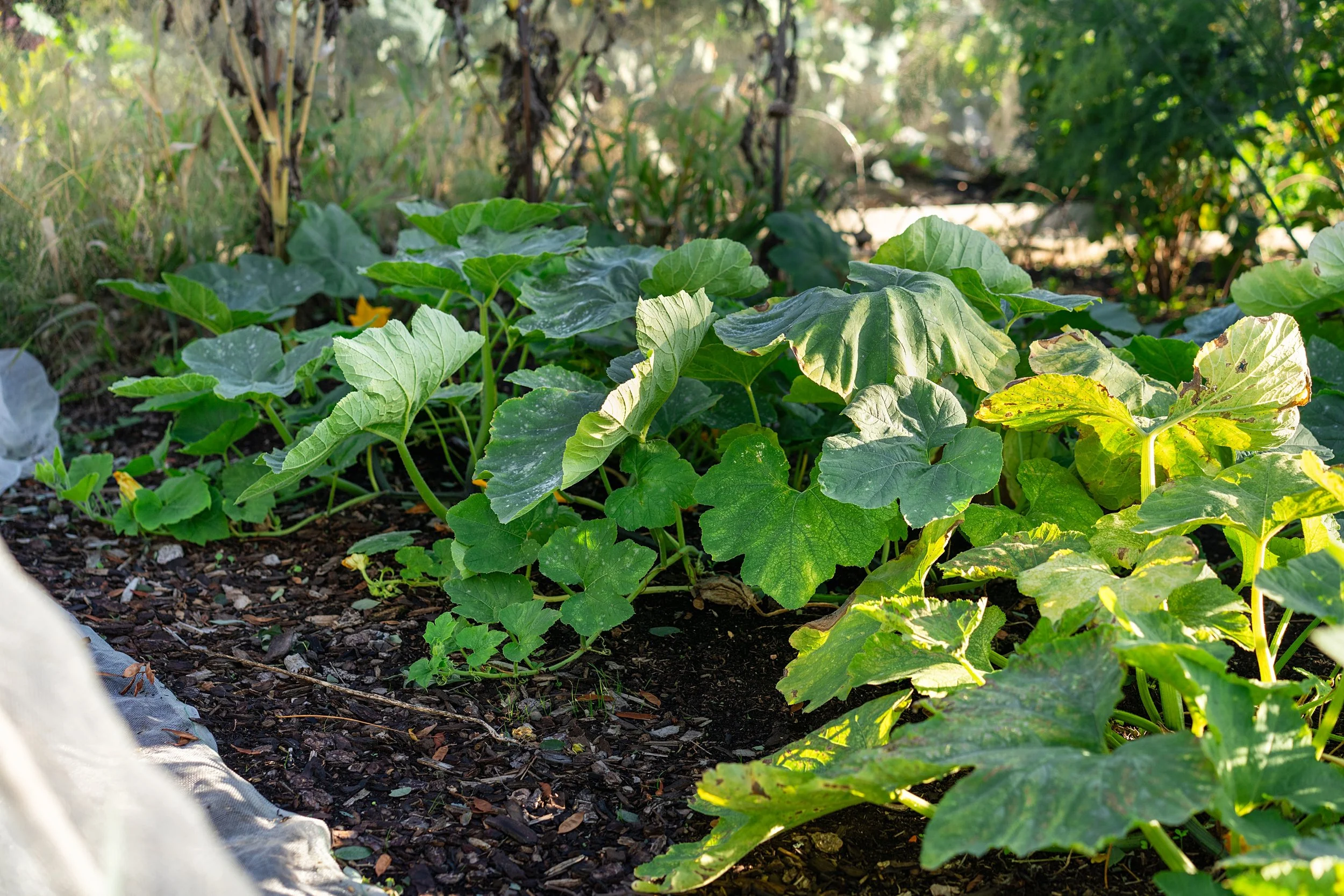 WEB zoe allotment_0112.jpg