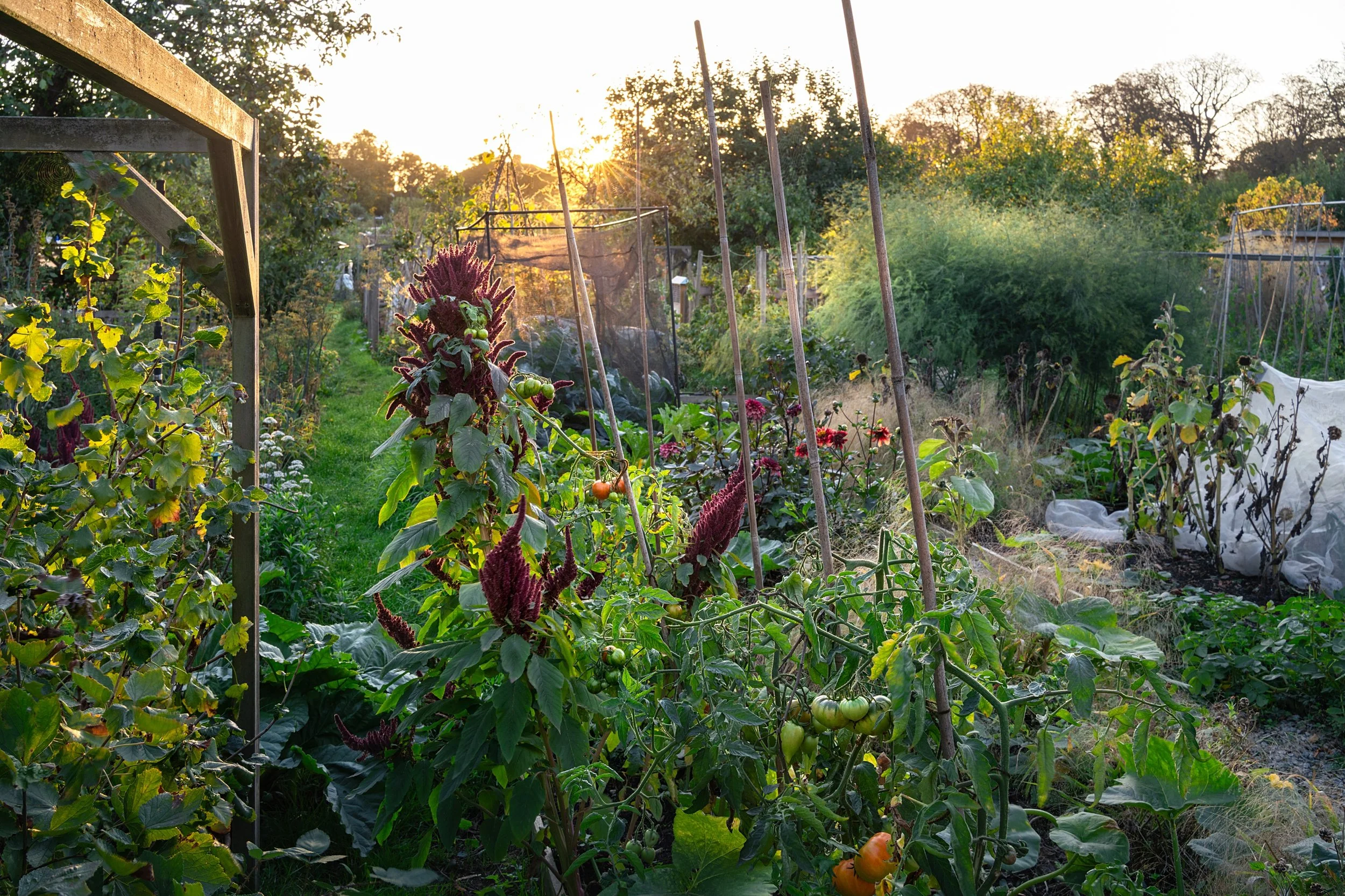 WEB zoe allotment_0003.jpg