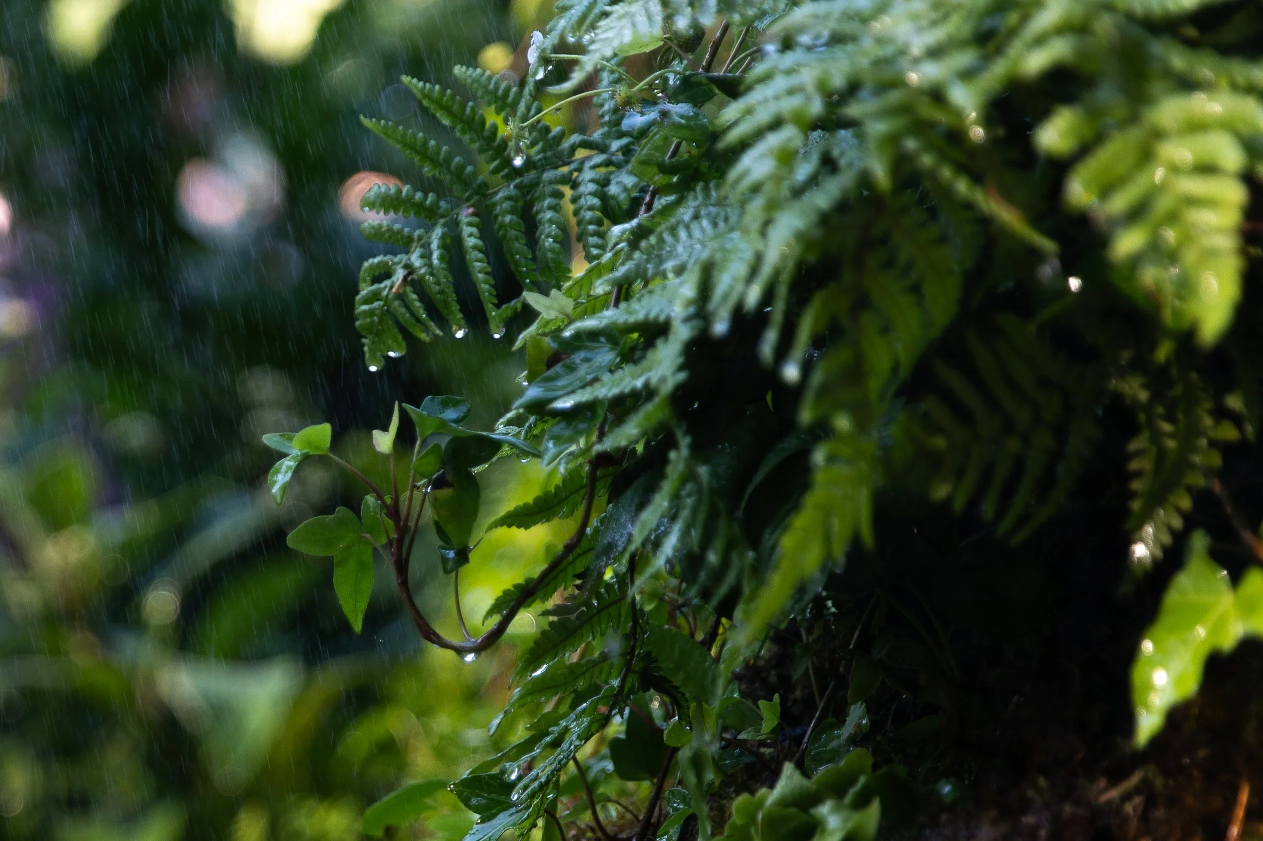 Shady, sustainable garden design