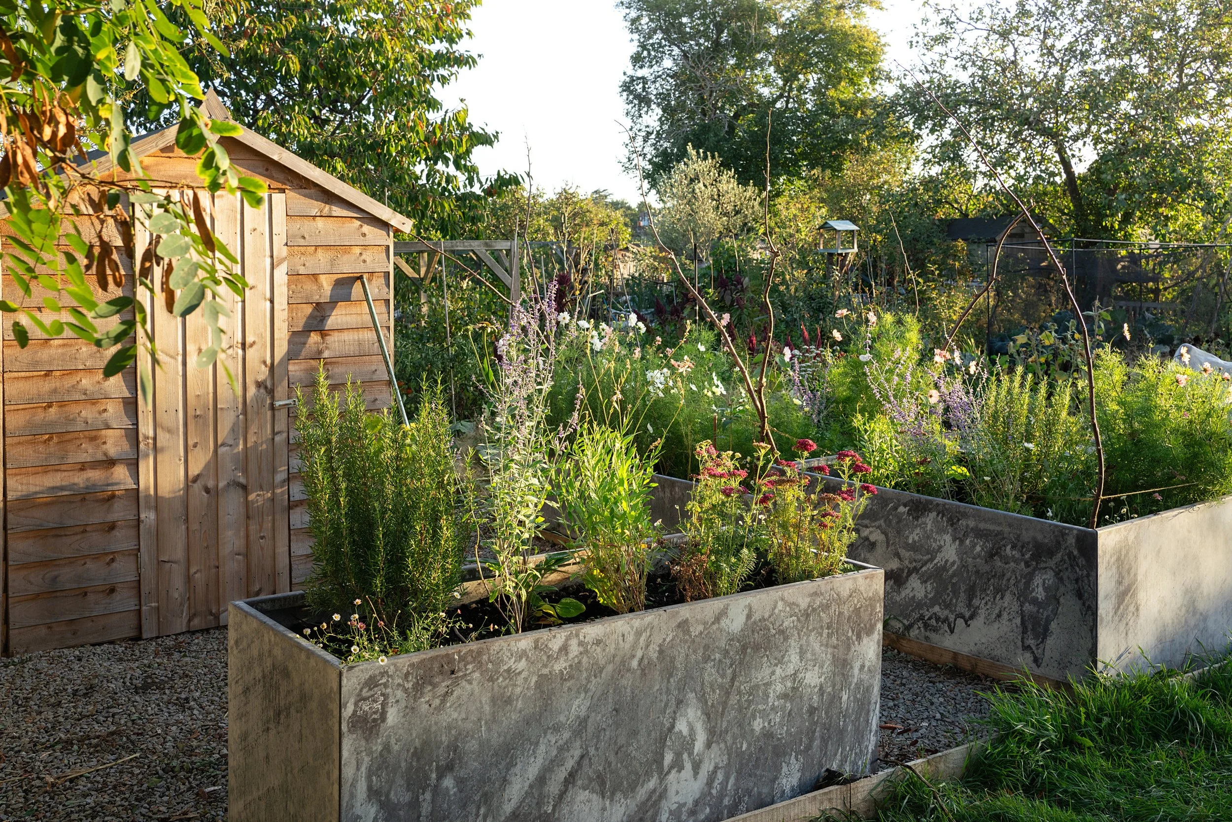 WEB zoe allotment_0035.jpg
