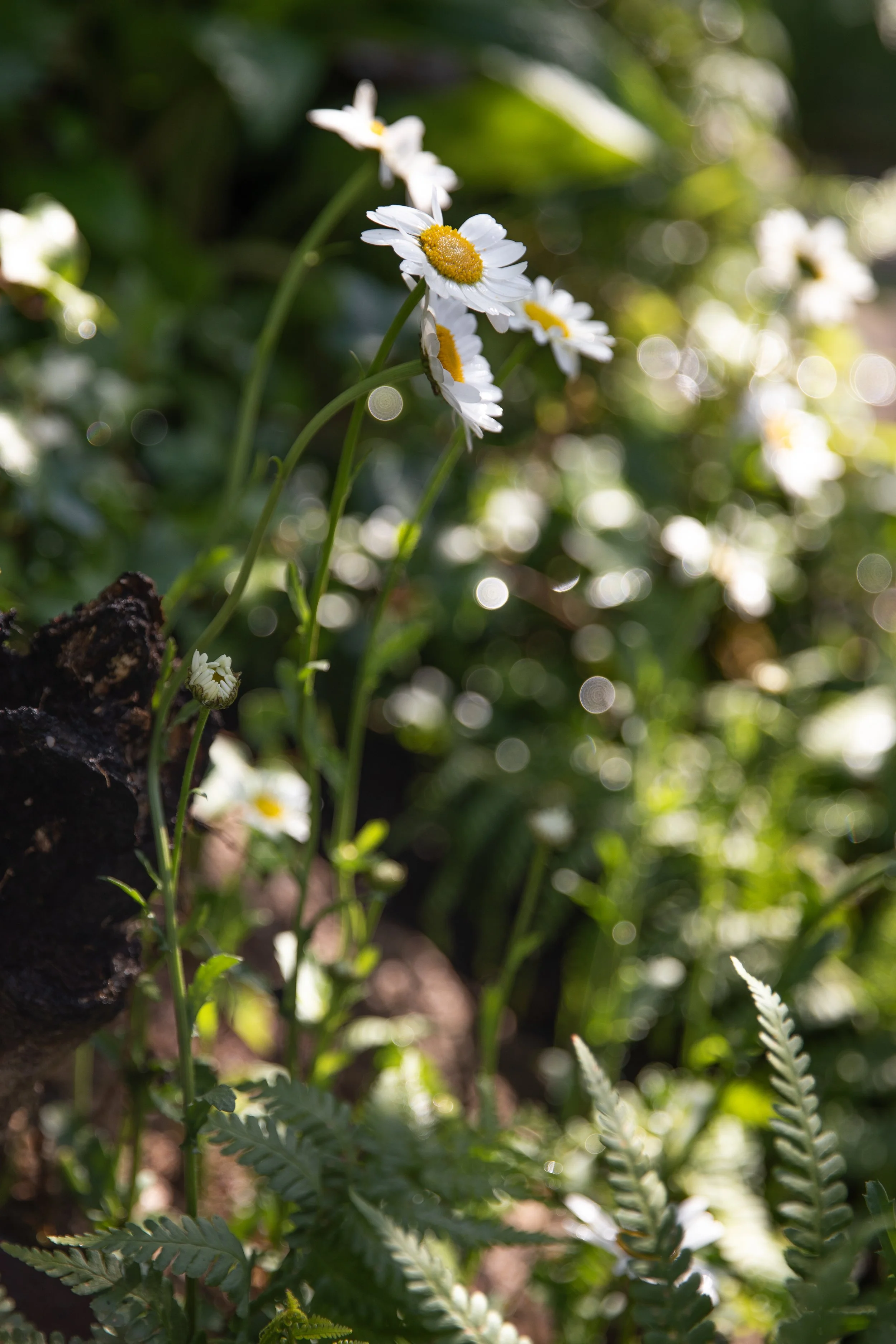 Wildlife-friendly planting scheme with year-round colour and habitat planting