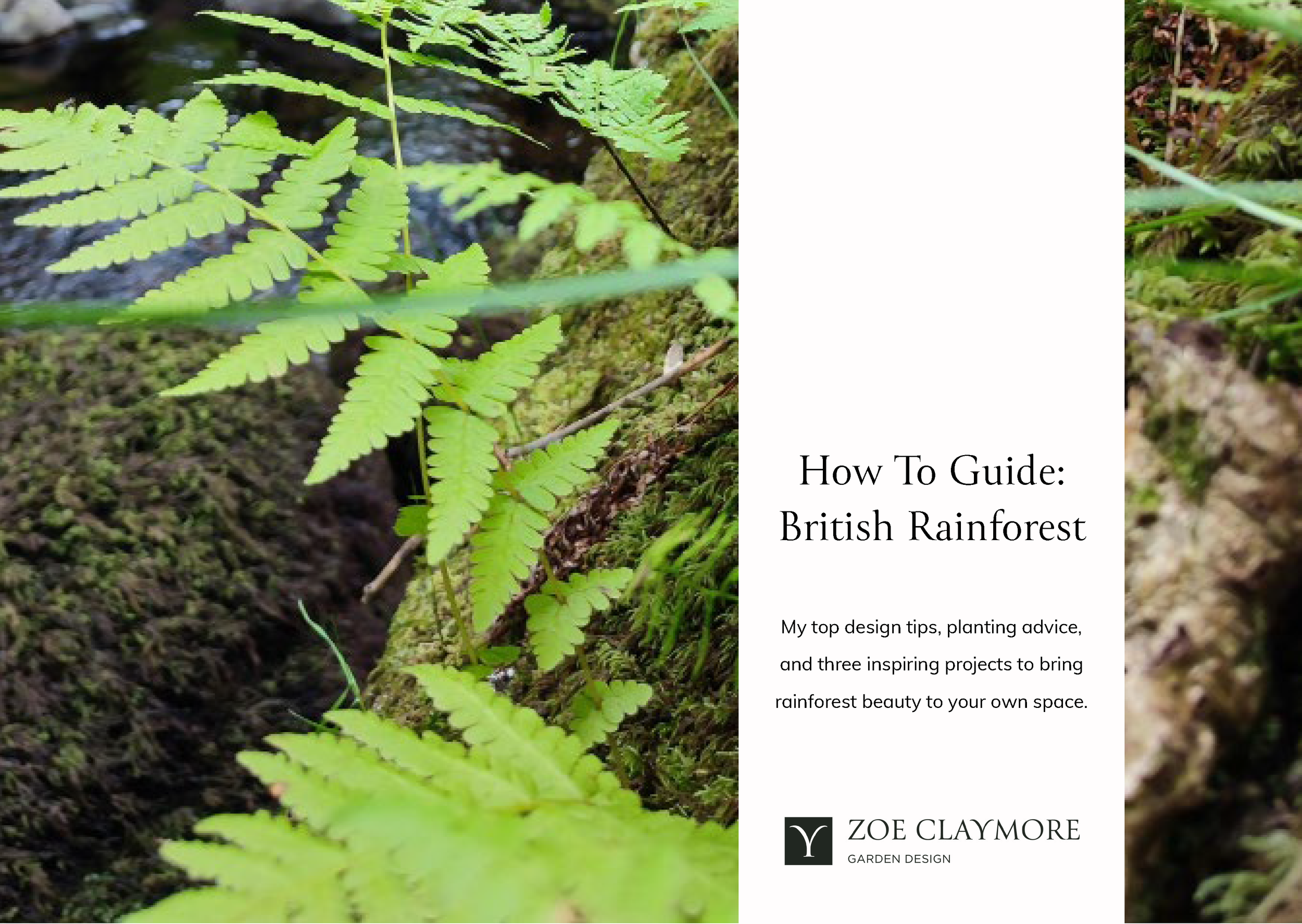 British Rainforest - How to Guide — Zoe Claymore Garden Design