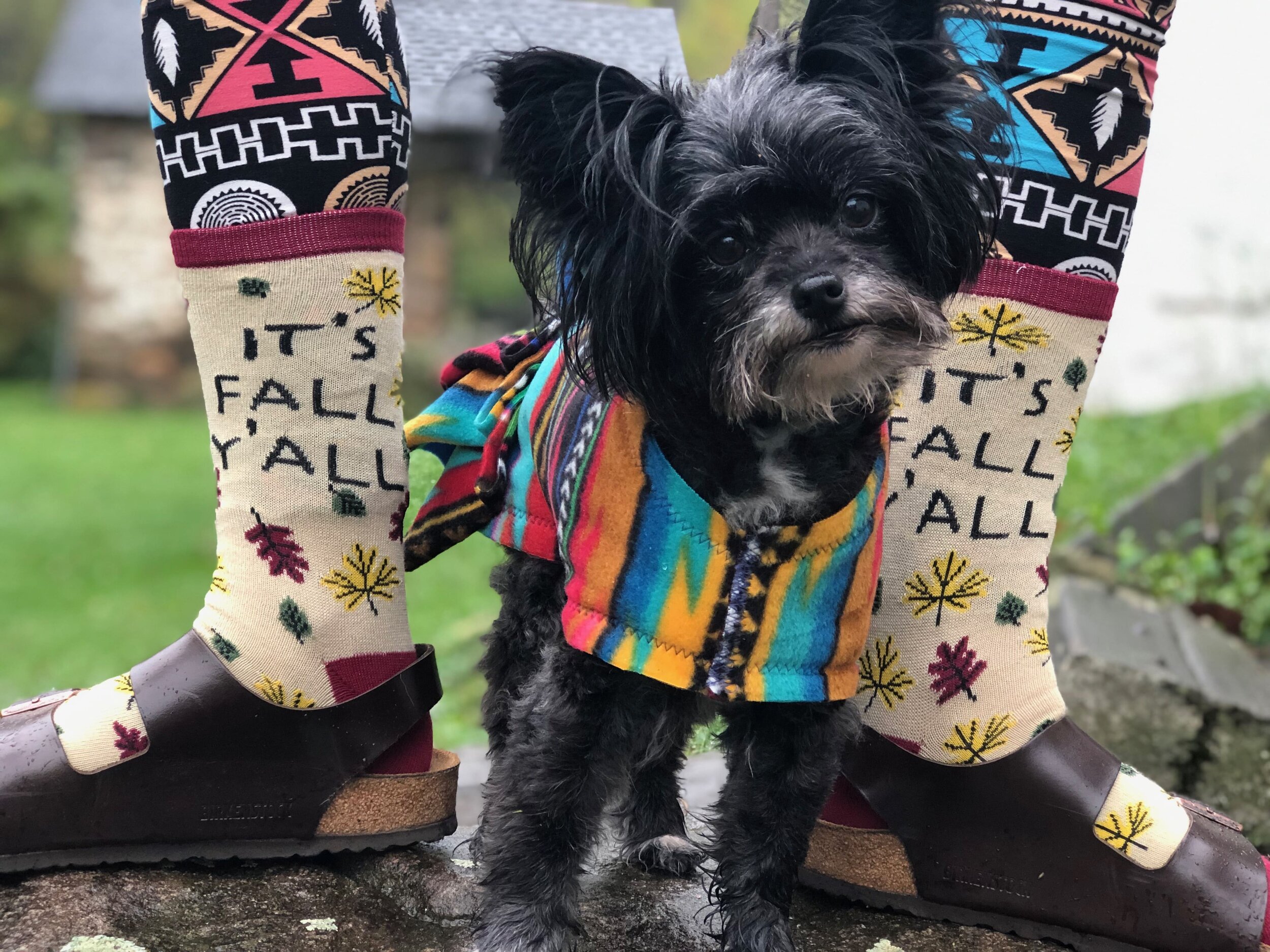 small dog with dog coat and person with socks.jpeg