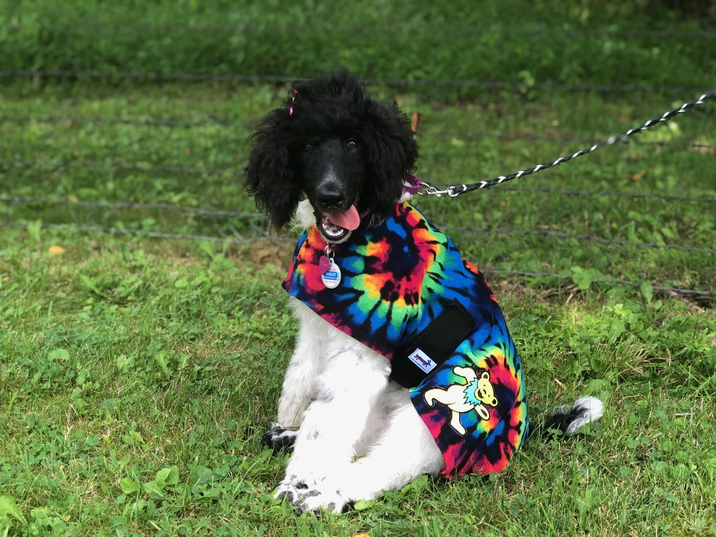 Hippie tie dye dog.jpeg