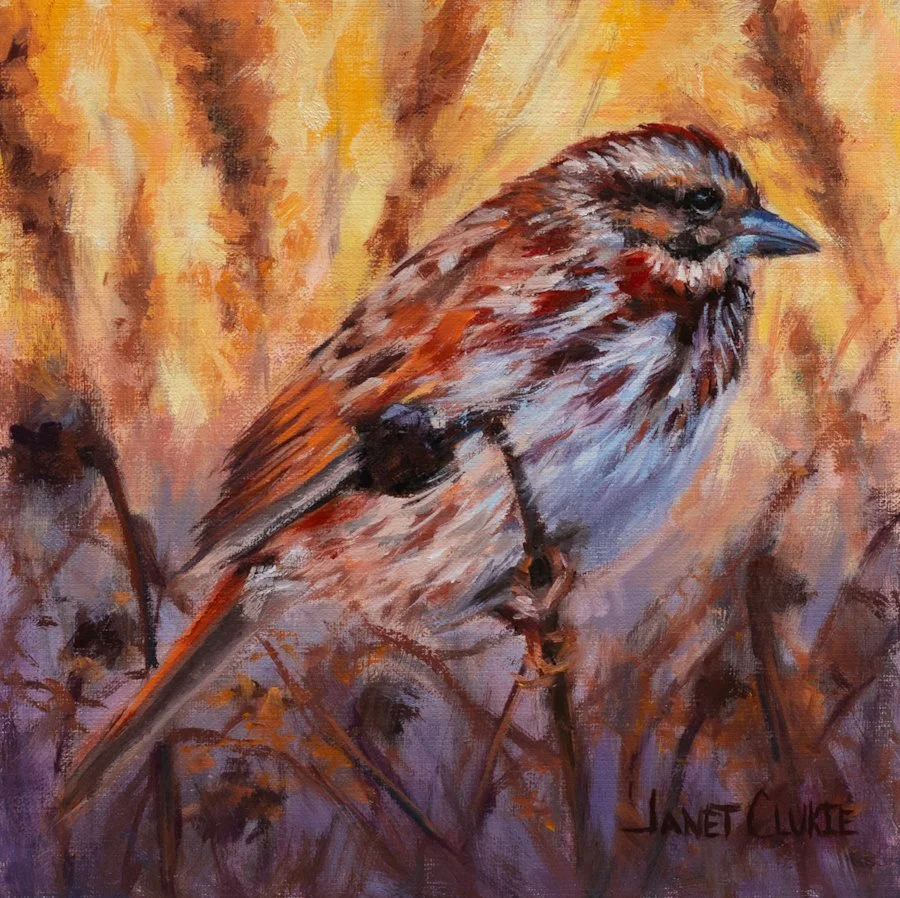 "Song Sparrow" oil 8"x8"- now available at SEWE online gallery
