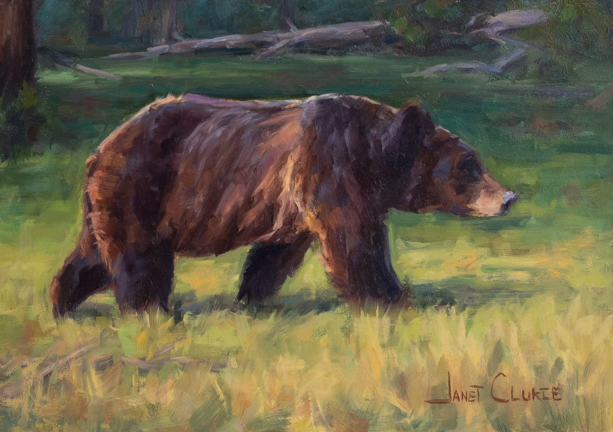An original oil painting of a bear walking across a grassy landscape with trees and logs in the background. created by Janet Clukie that features her signature in the bottom right corner.