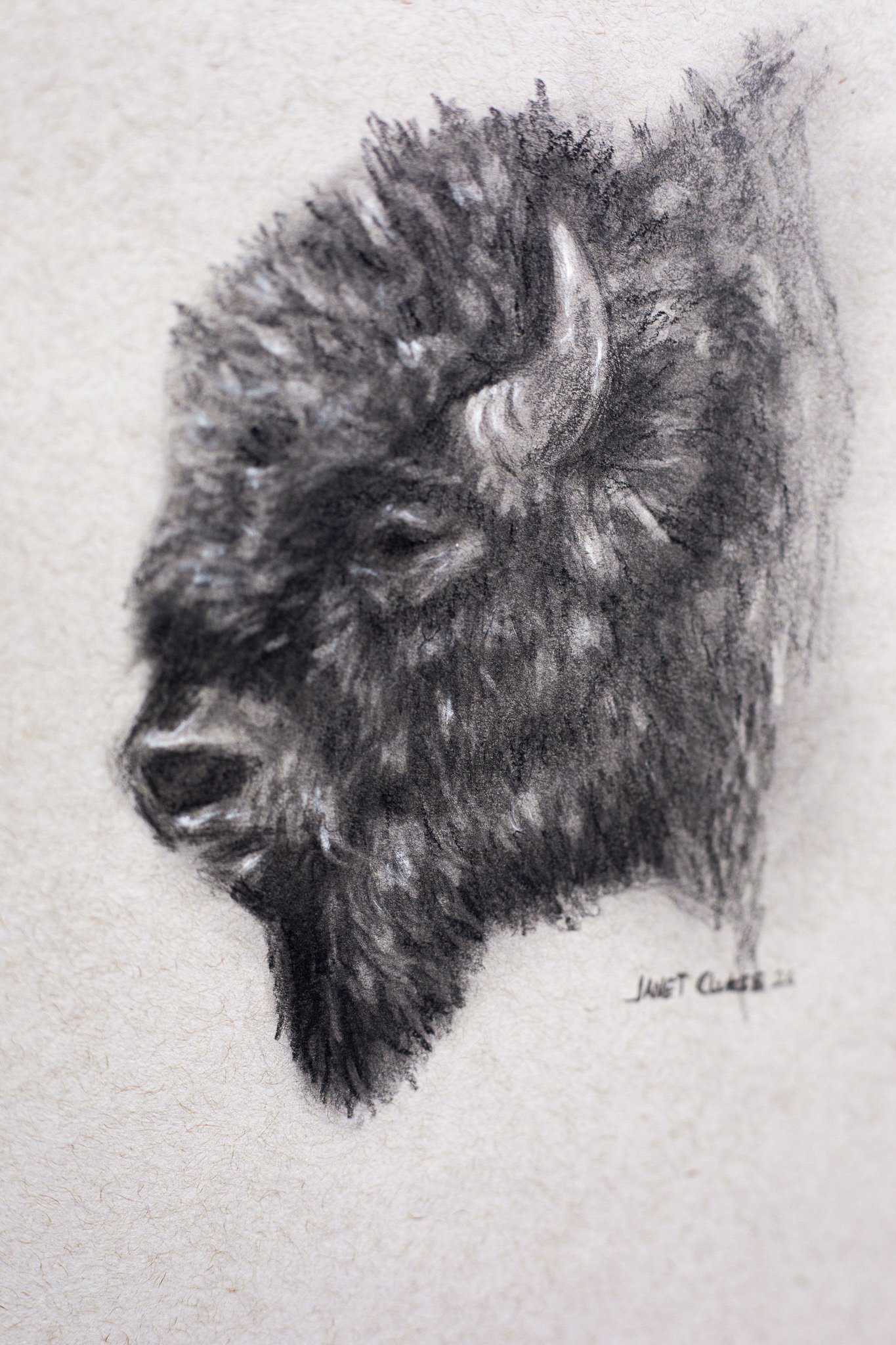 Bison_janetclukie2.JPG