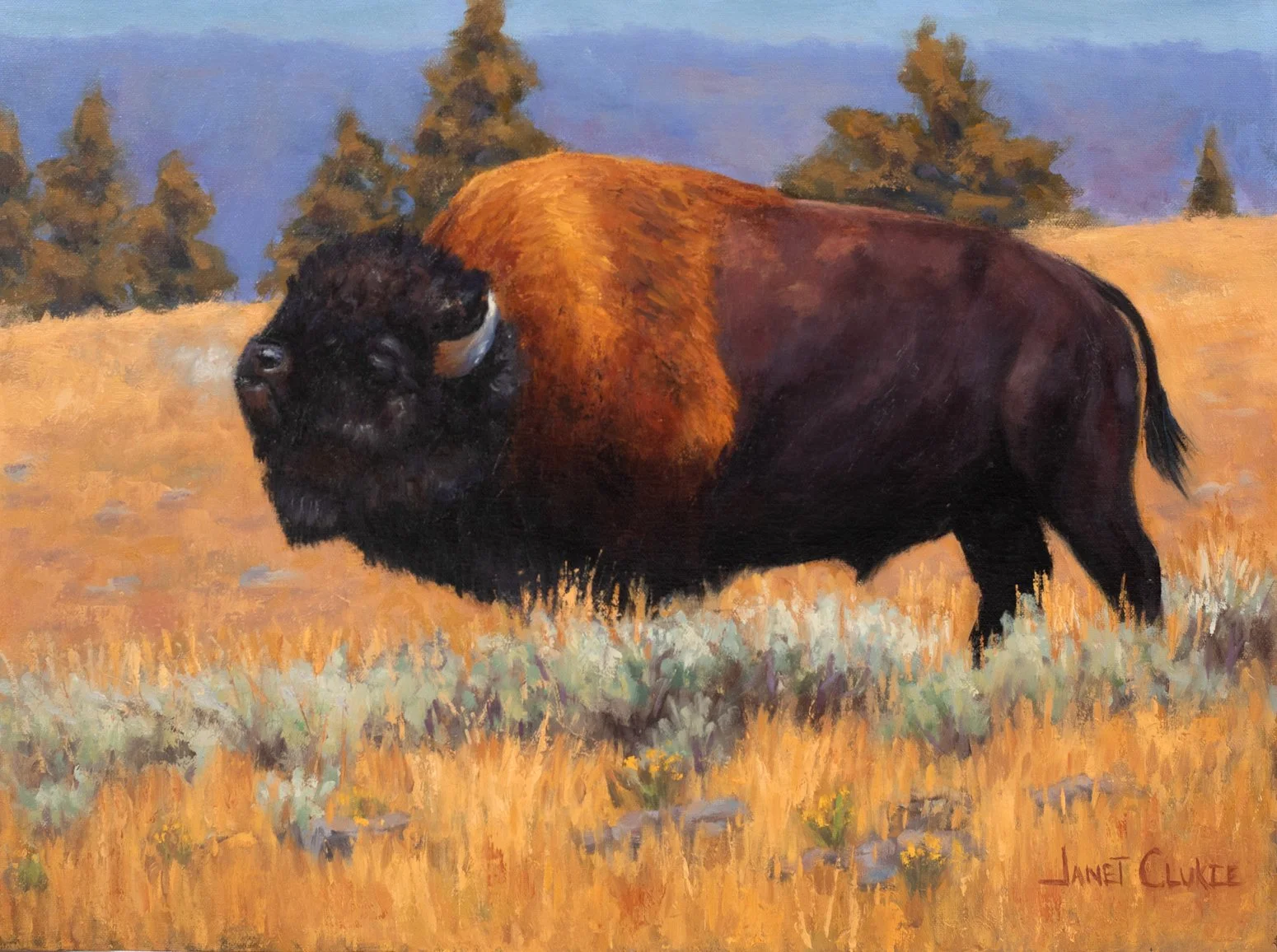 "Chief of the West" Bison oil 12"x16" - Available 