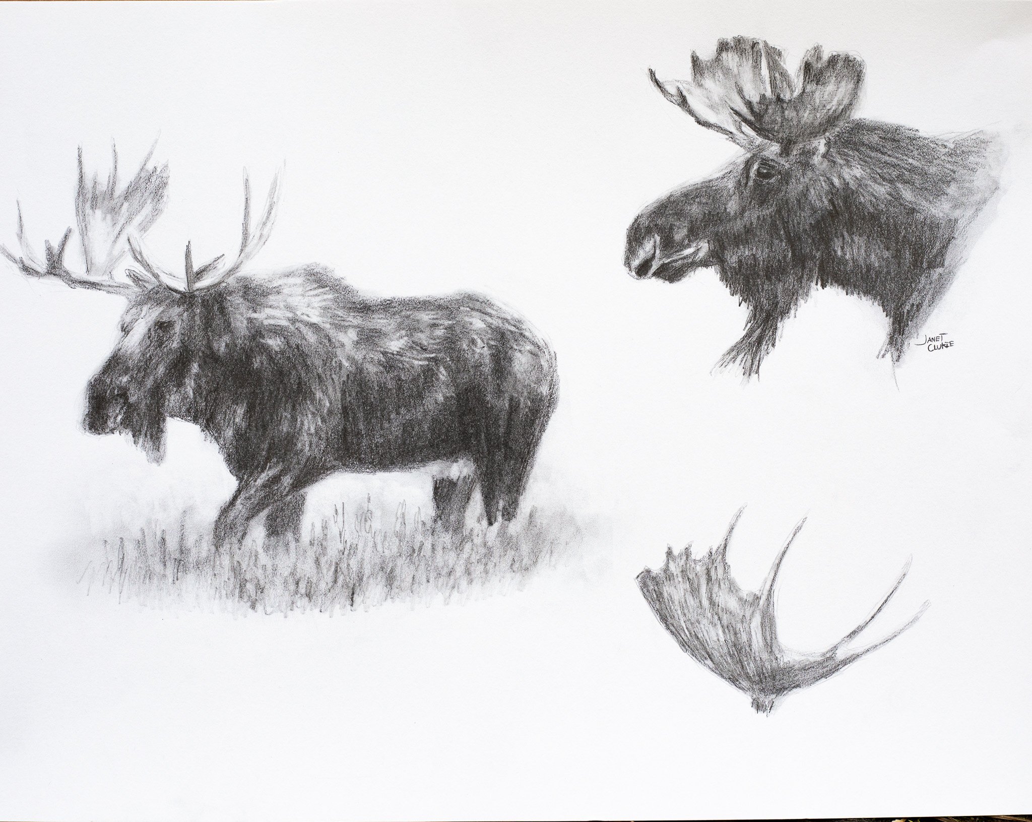 moose_janetclukie1.JPG