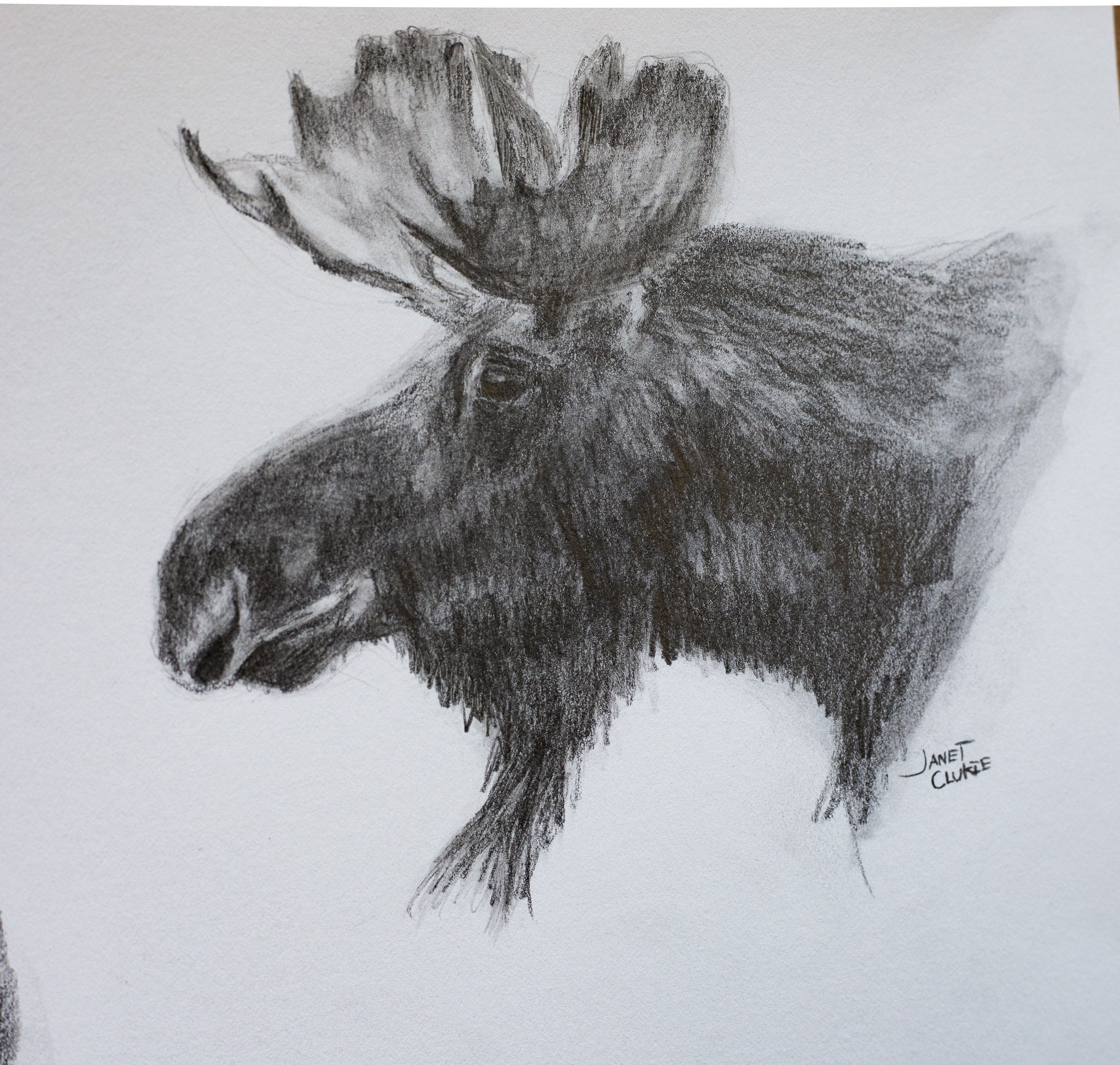 moose_janetclukie2.JPG