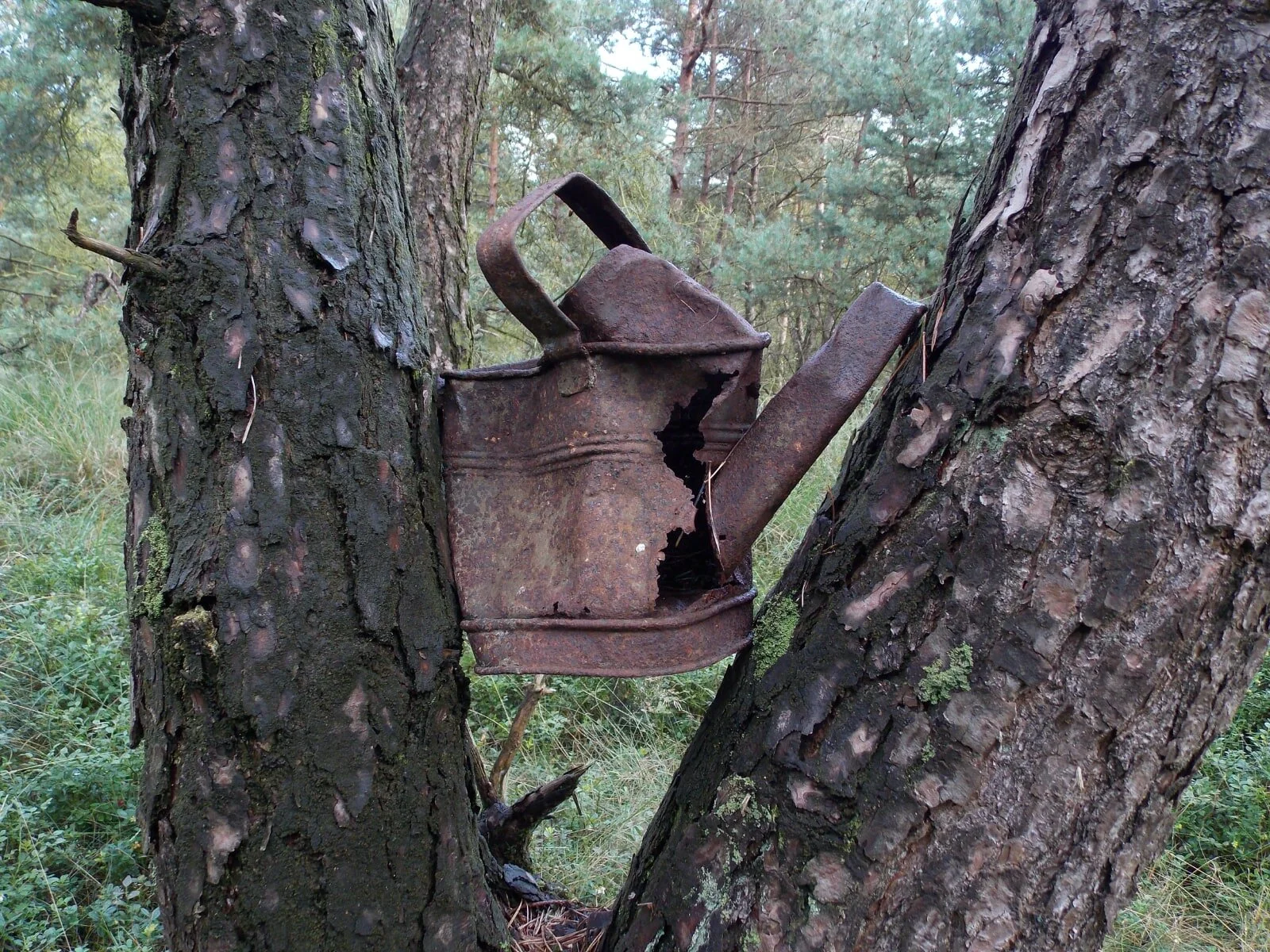 Teerosen6web.jpg