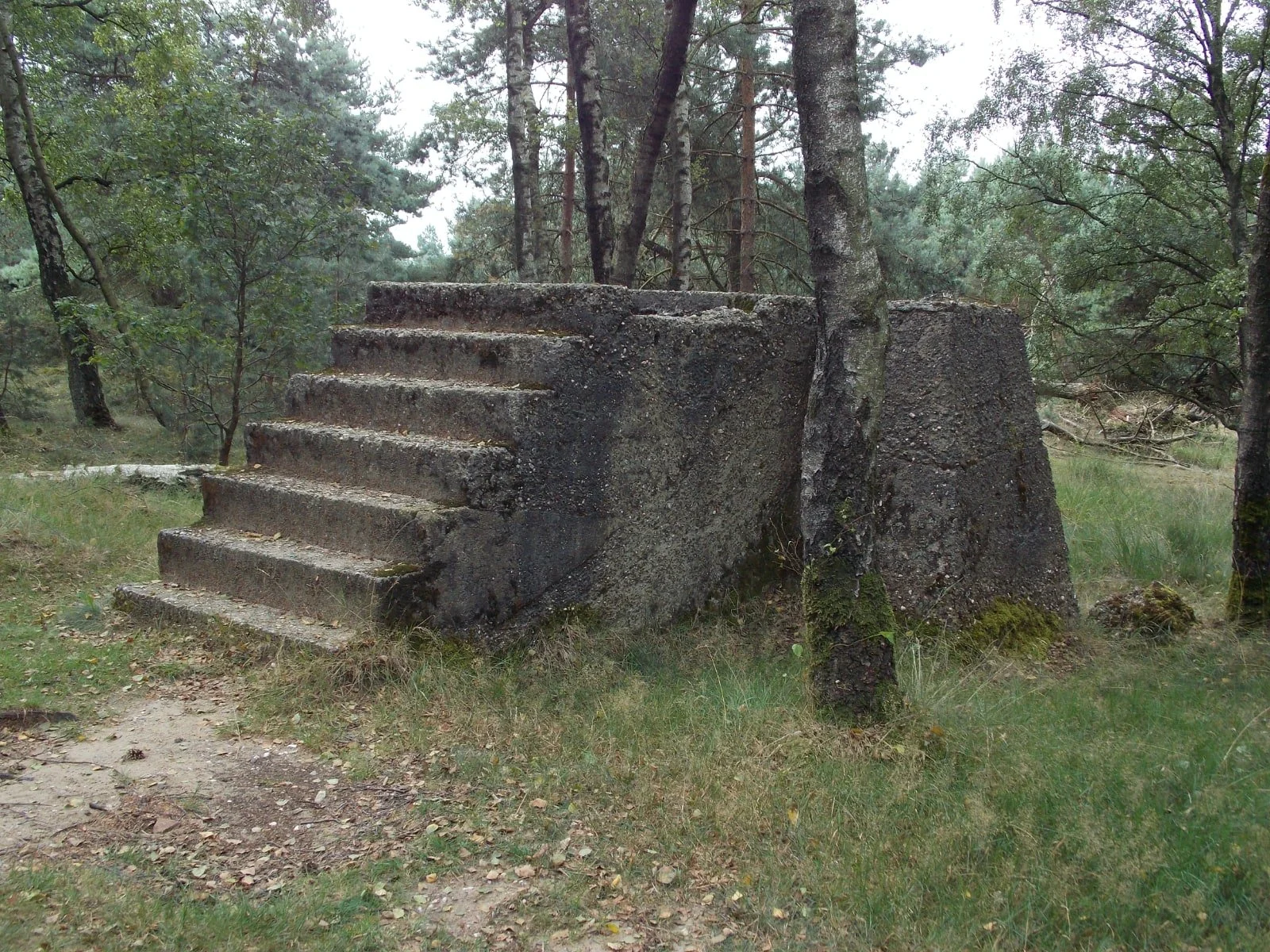 Teerosen5web.jpg