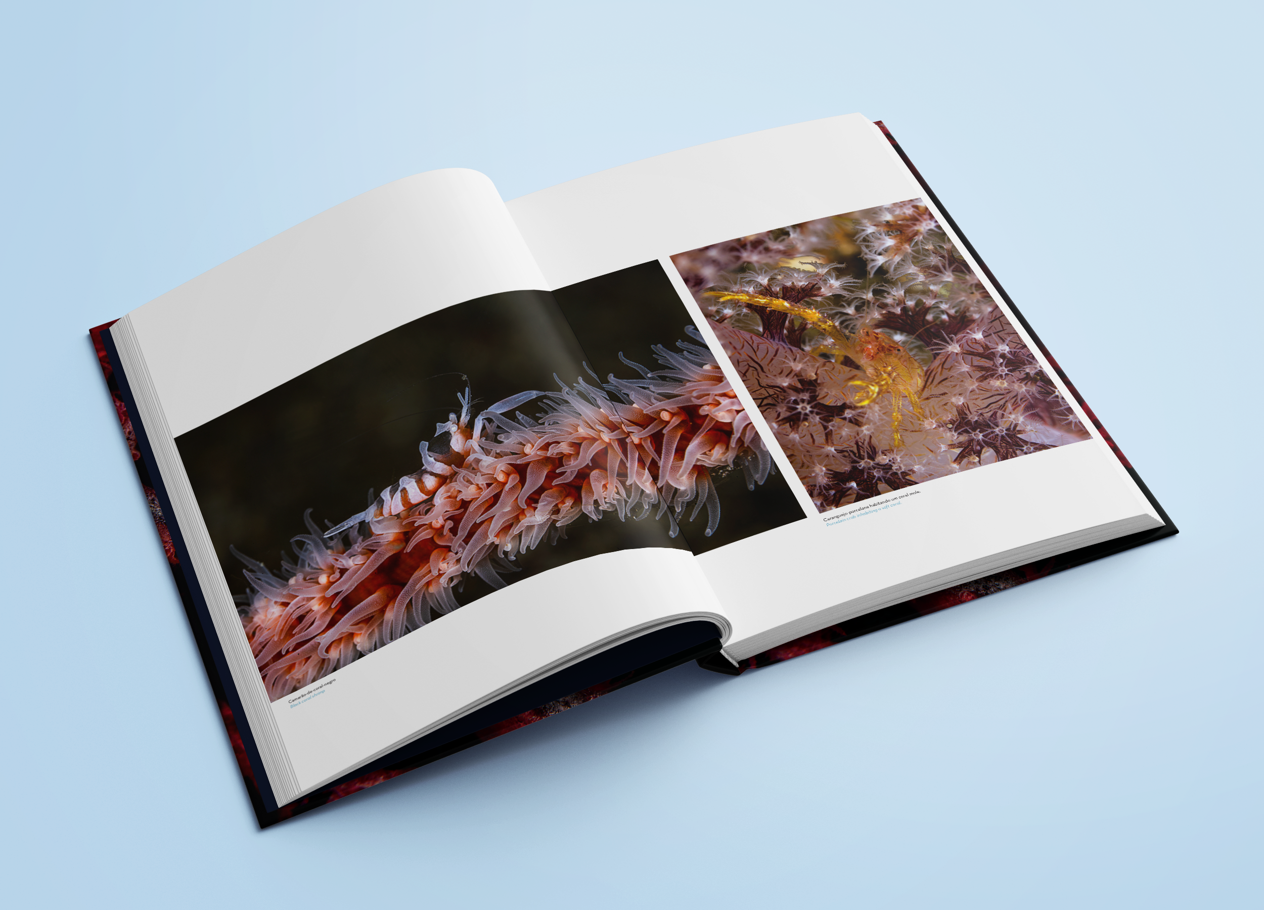 Book_Mockup_04a.png