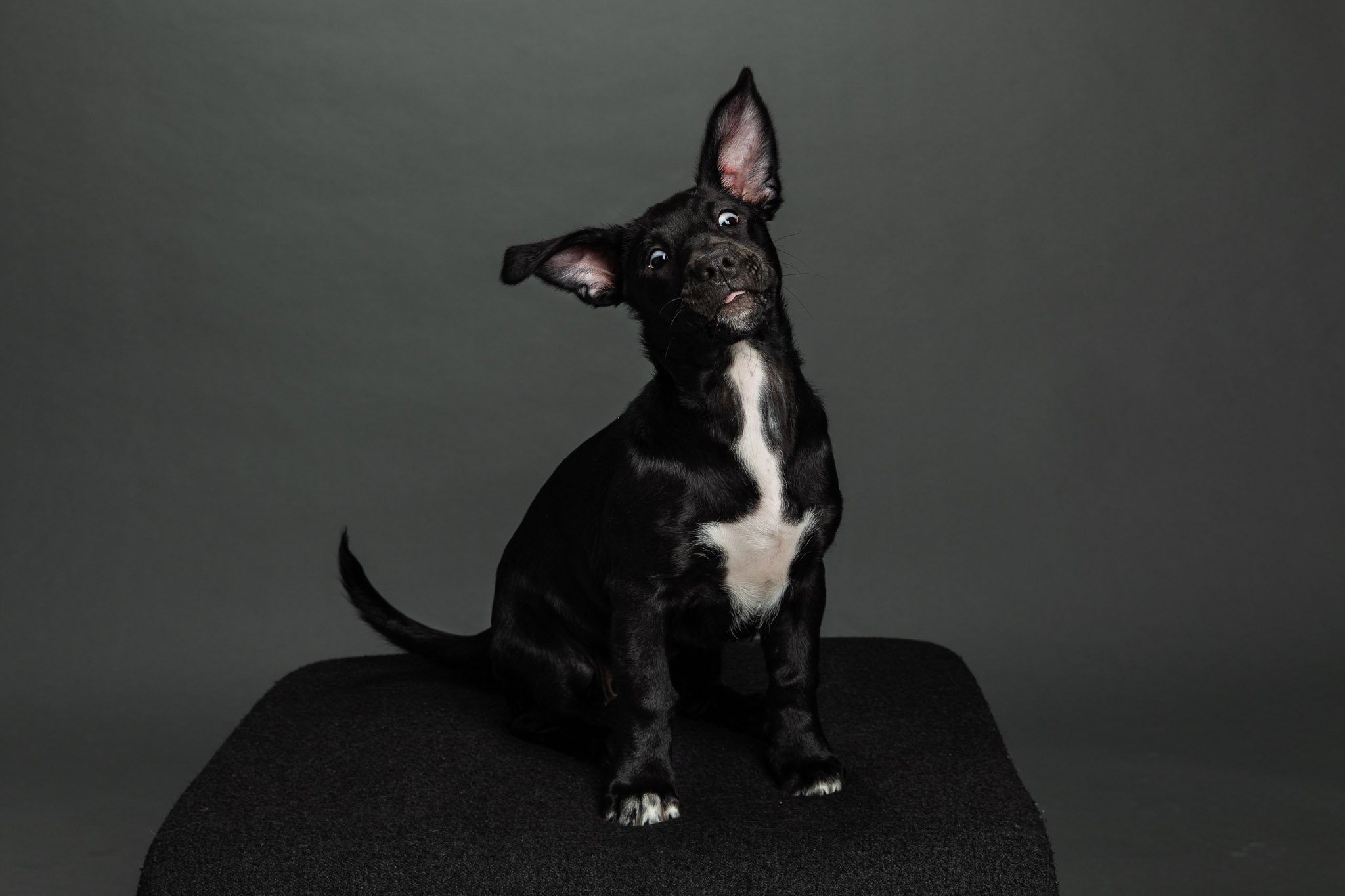 sadie-0026.jpg